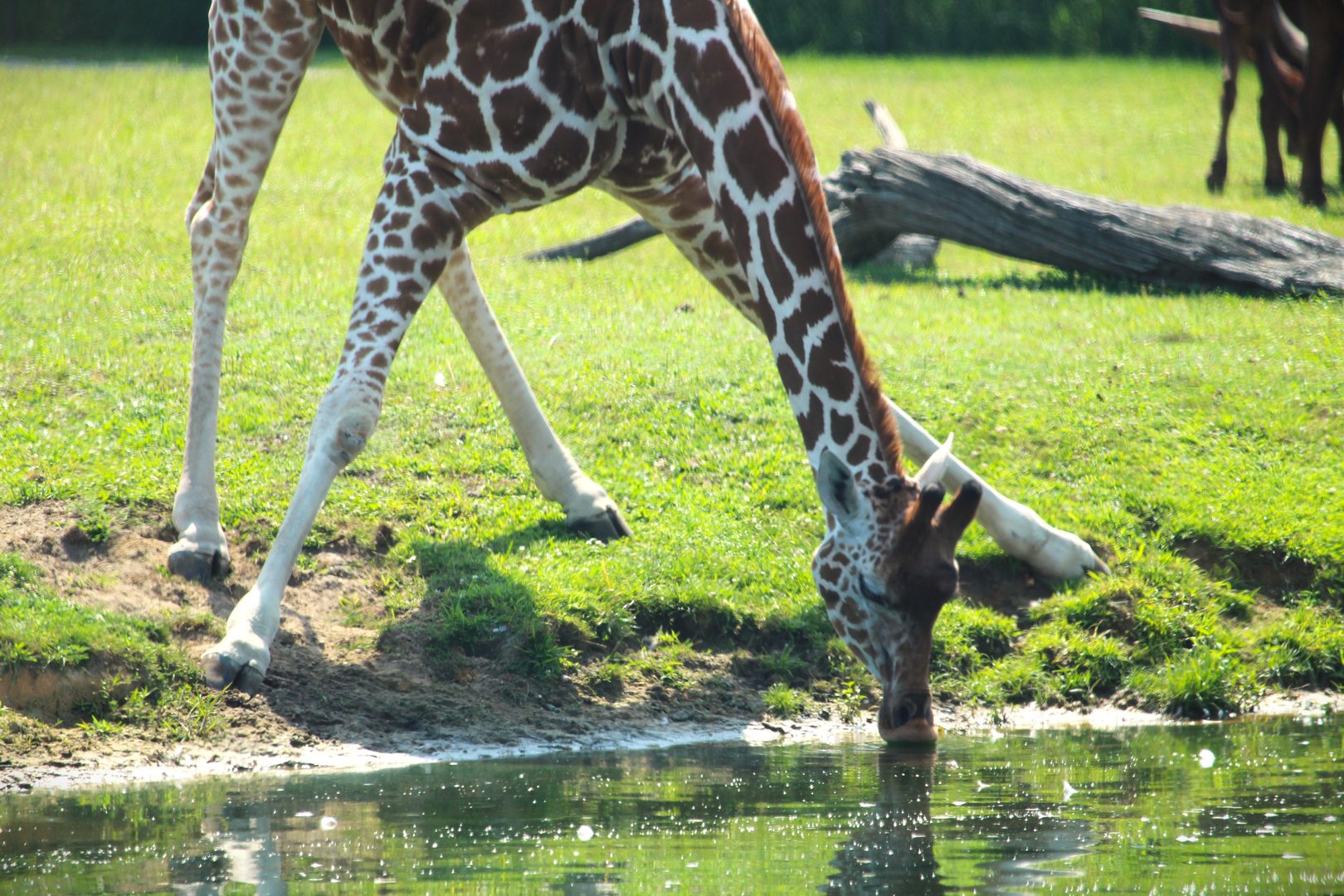 Wilde Plains - Giraffe