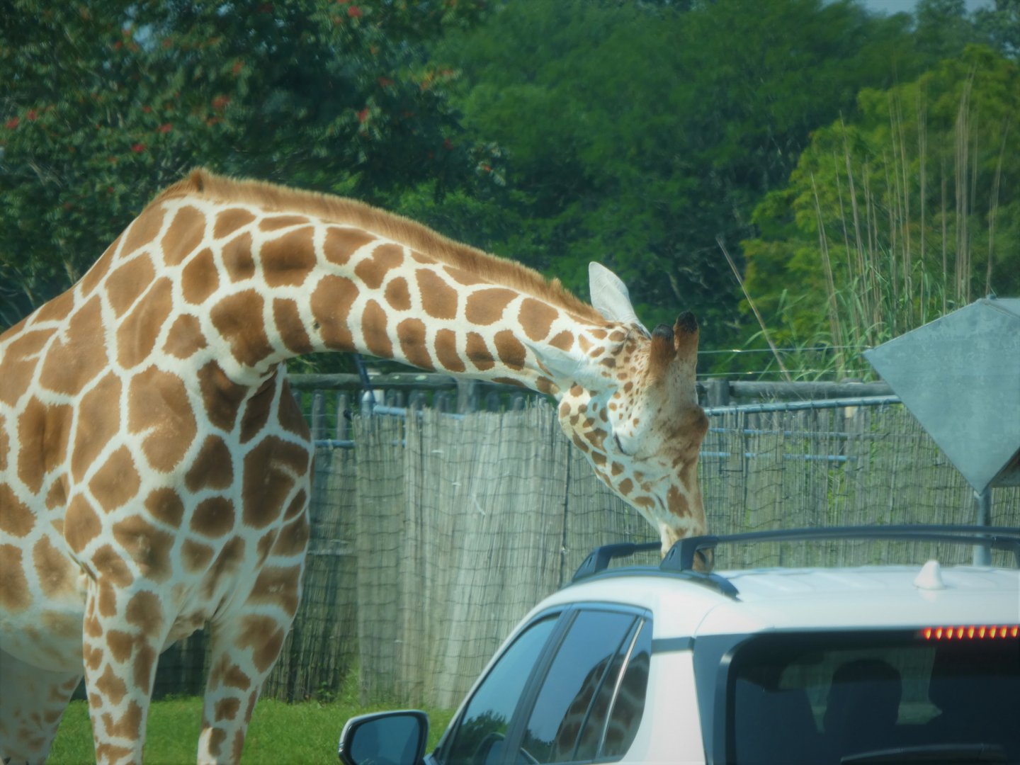 Wilde Plains - Hybrid Giraffe Licking Car