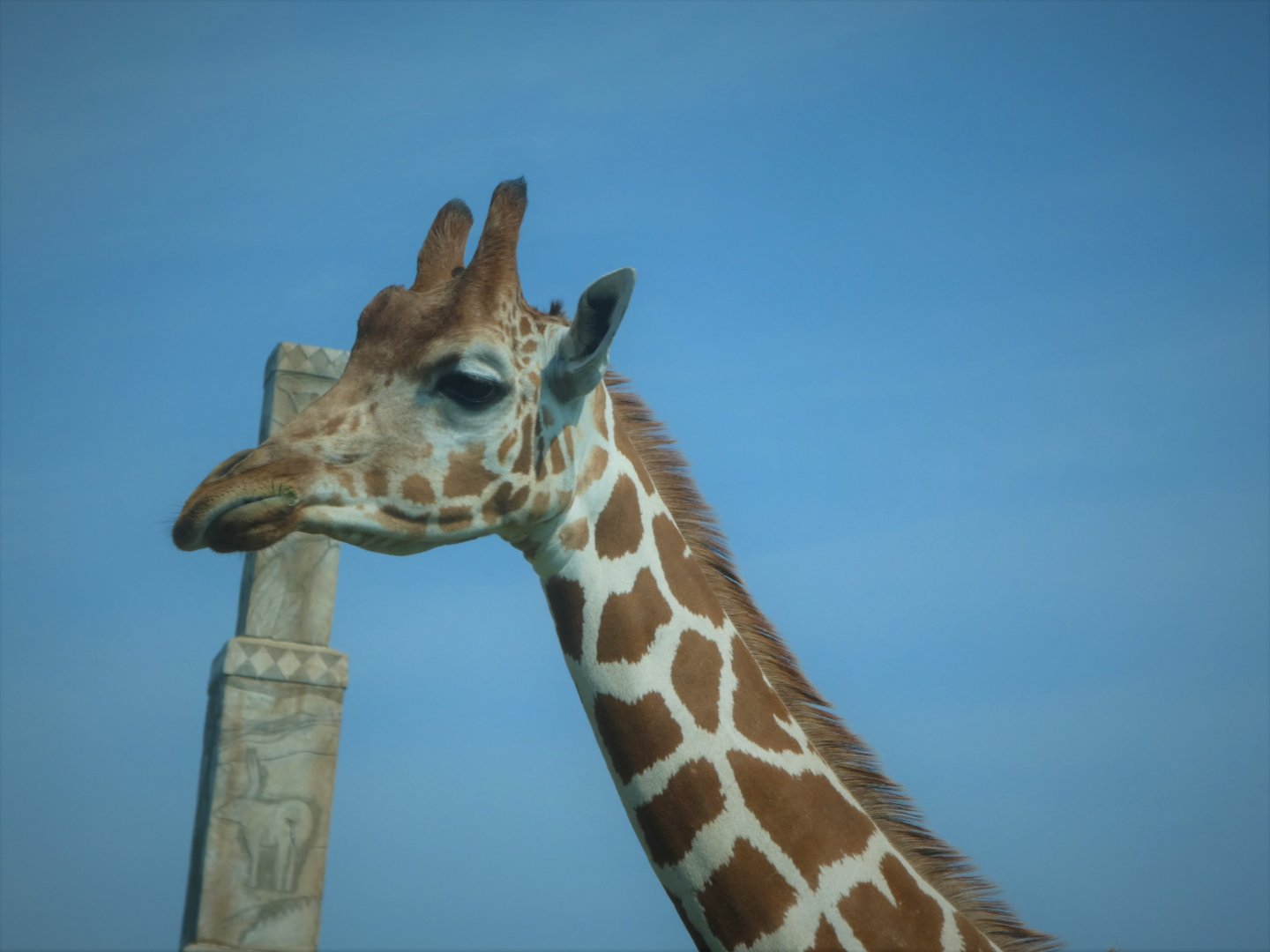 Wilde Plains - Hybrid Giraffe