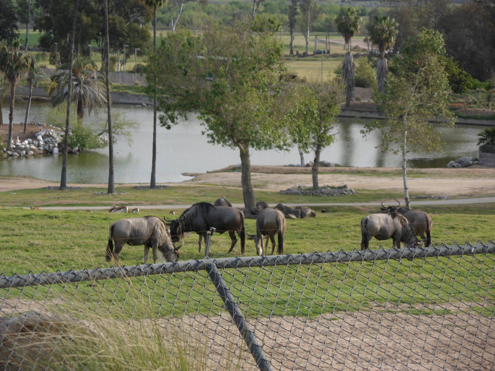 Wildebeast (Grant's Gazelle and Pelicans in the background)