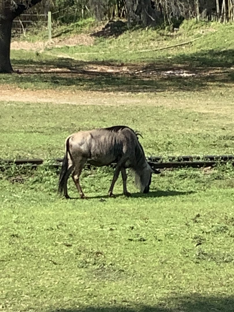 Wildebeest 3/21/24