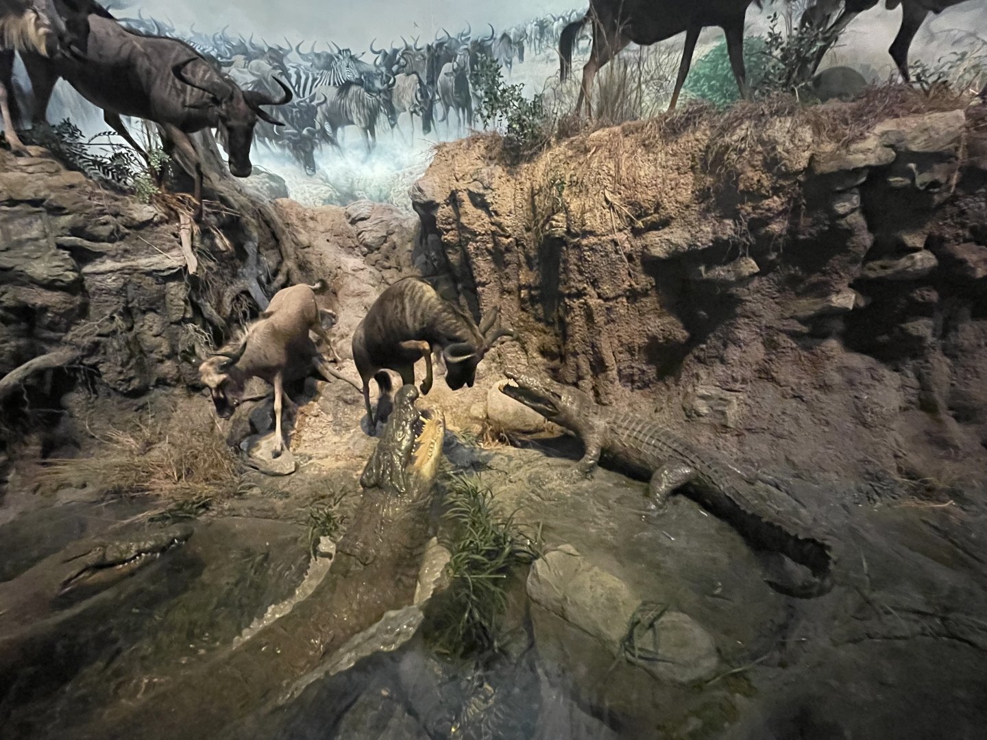 Wildebeest and Crocodile Diorama