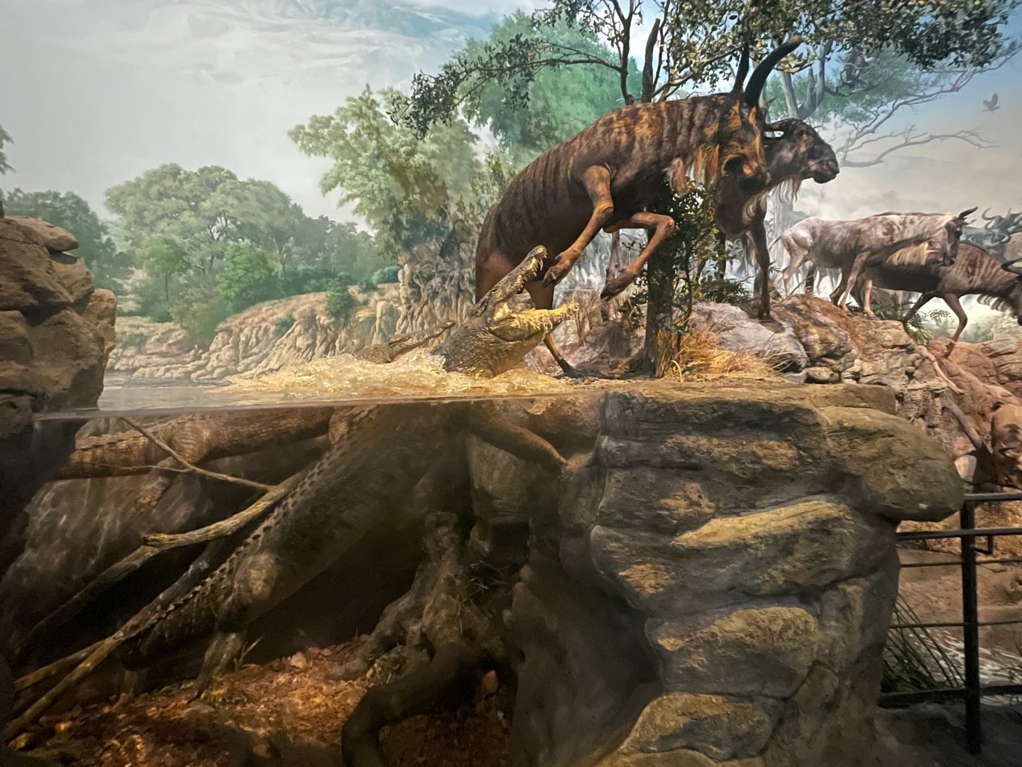 Wildebeest and Crocodile Diorama
