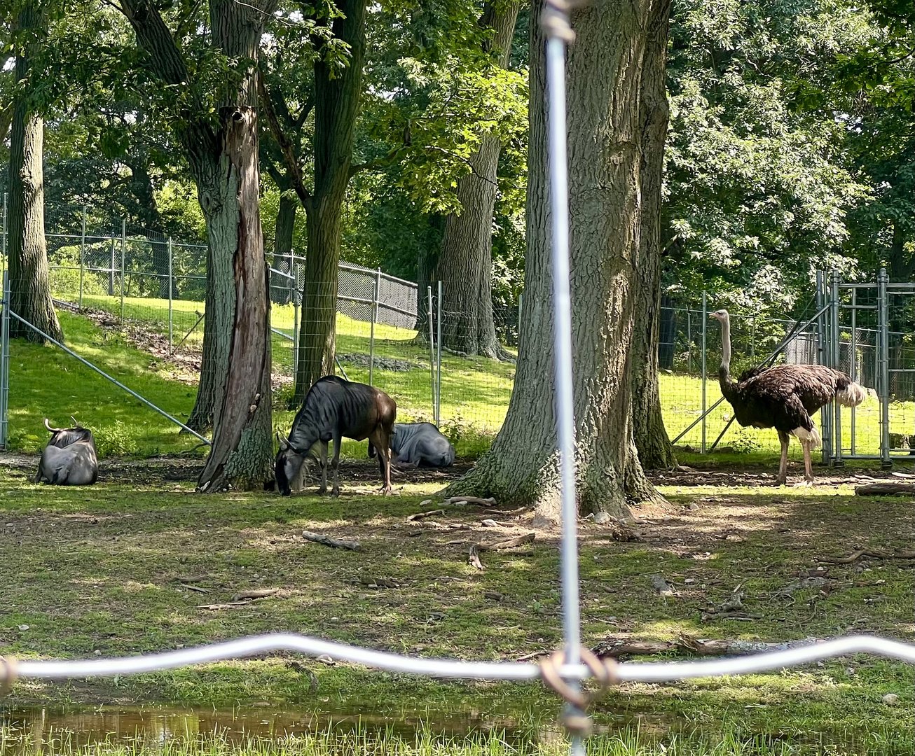 Wildebeest and Ostrich