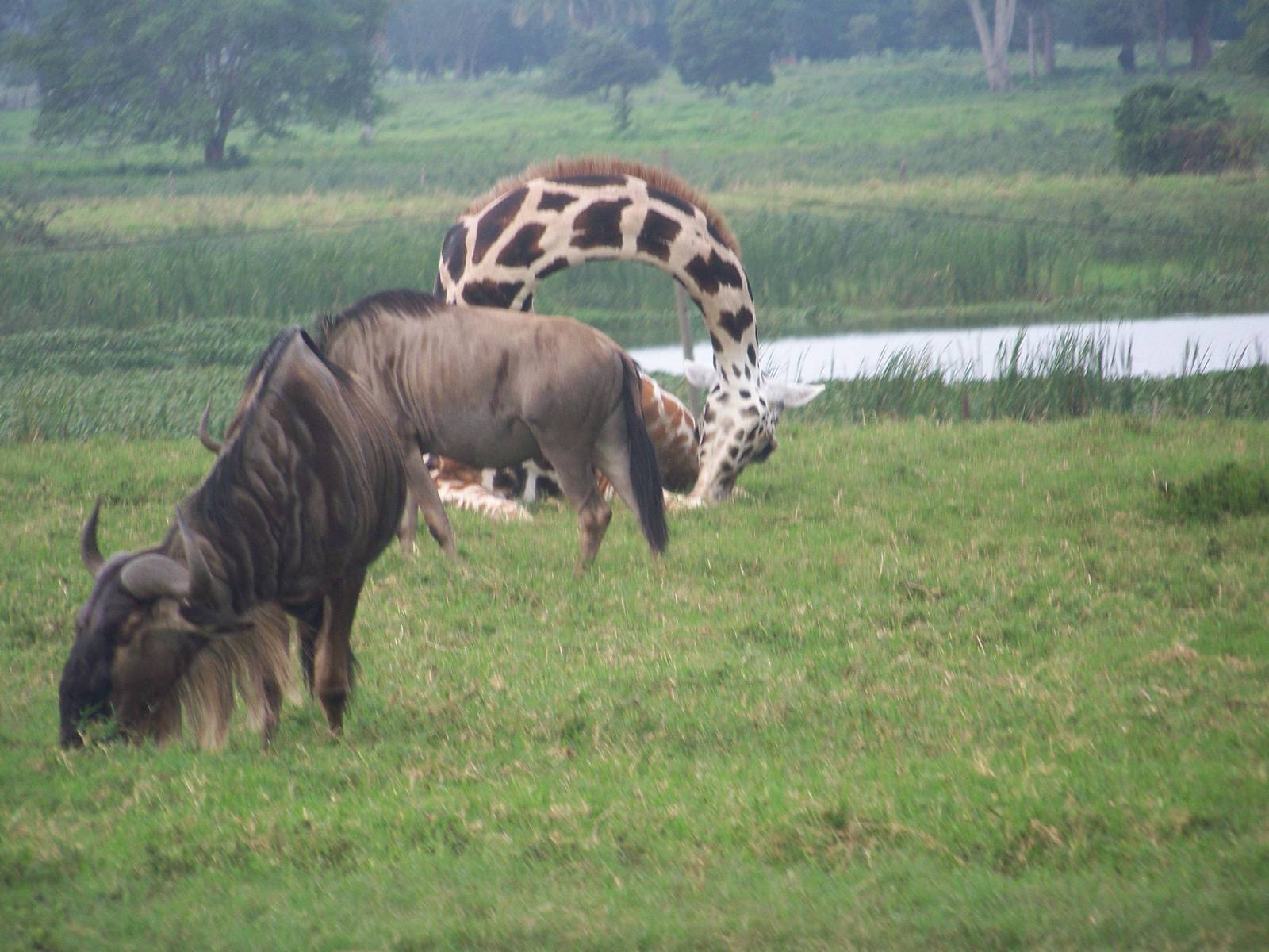 Wildebeest and sleeping giraffe