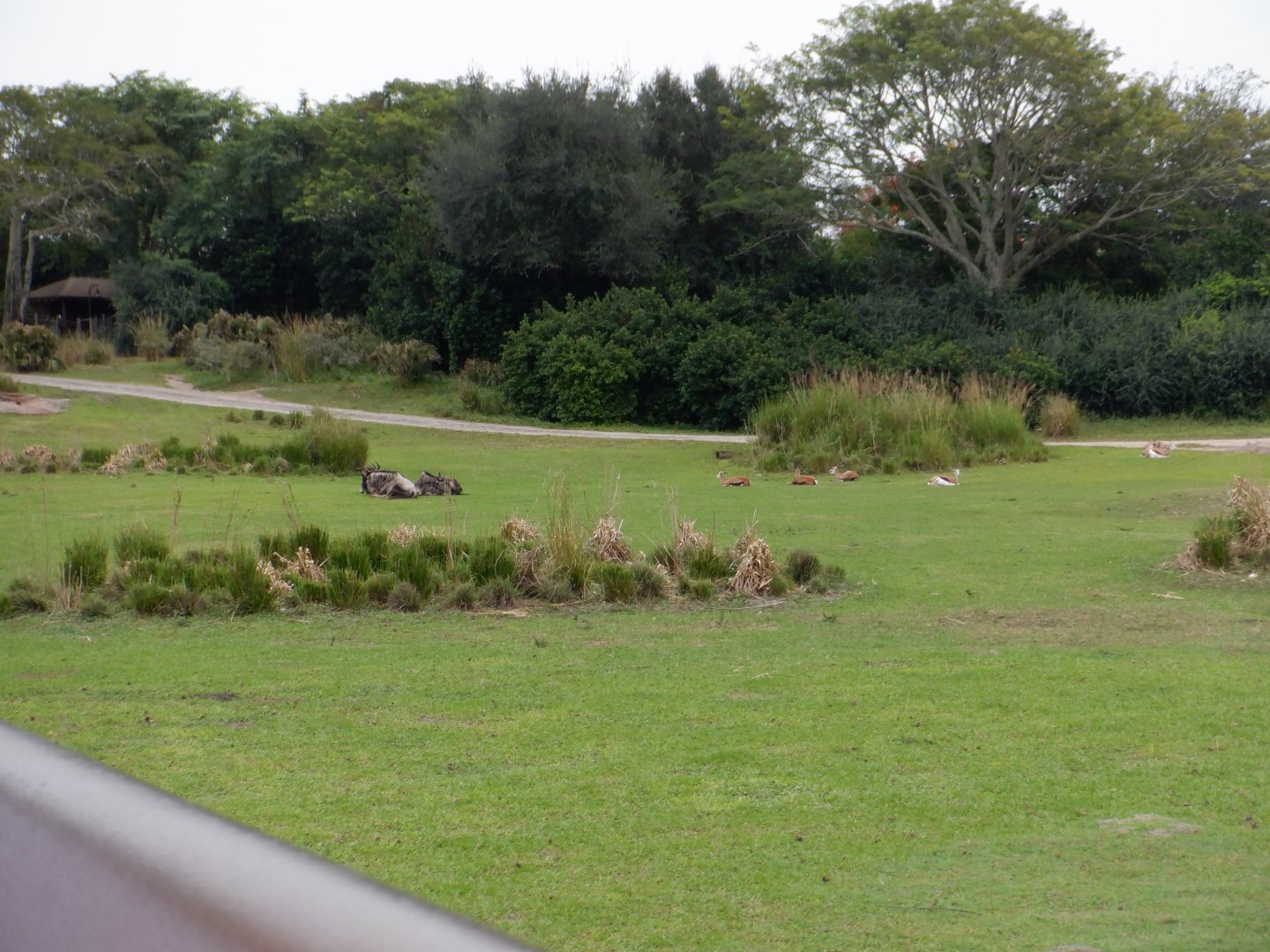 Wildebeest and Springbok at Disney's Animal Kingdom