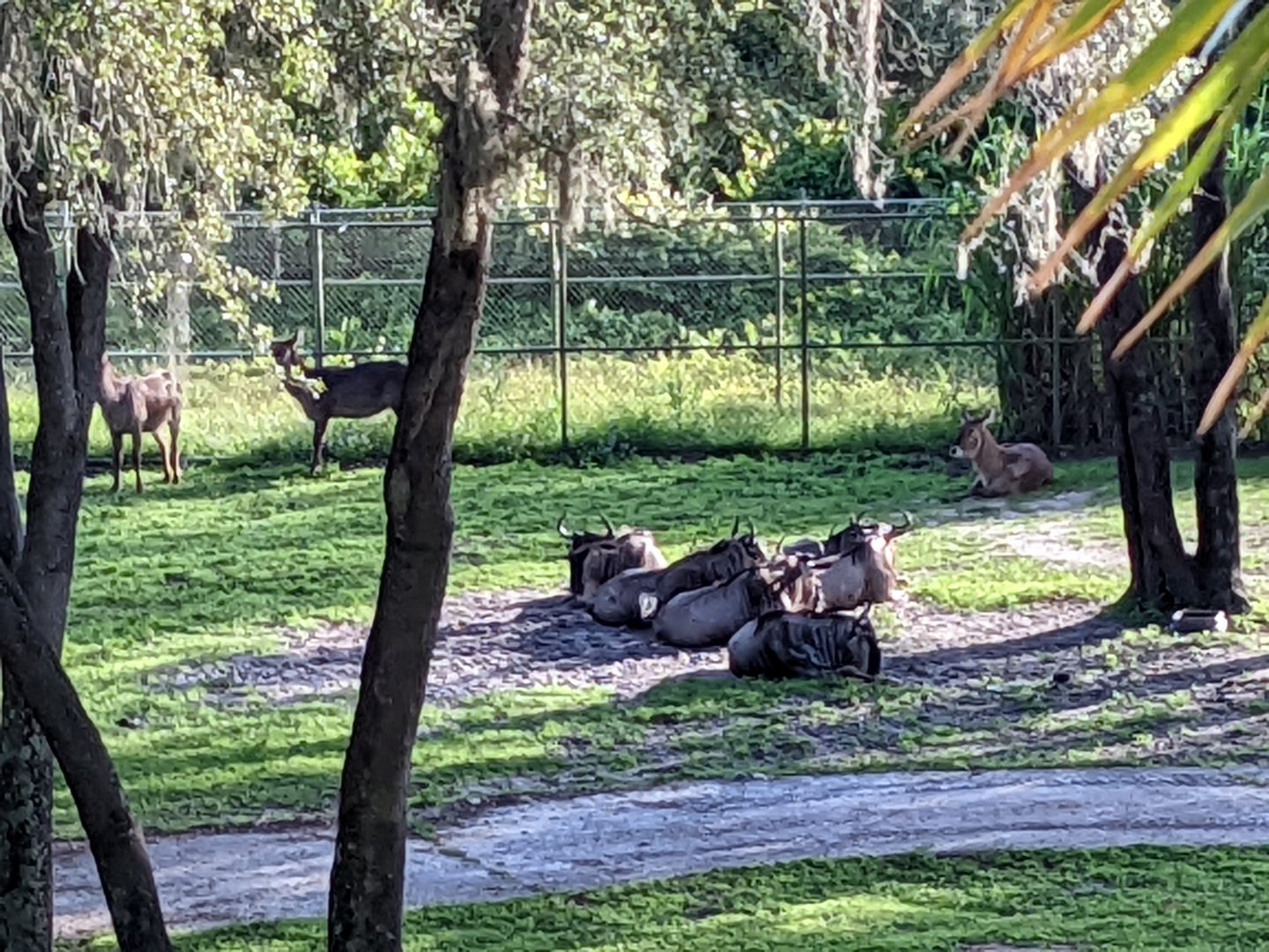 Wildebeest and waterbuck - Arusha Savanna