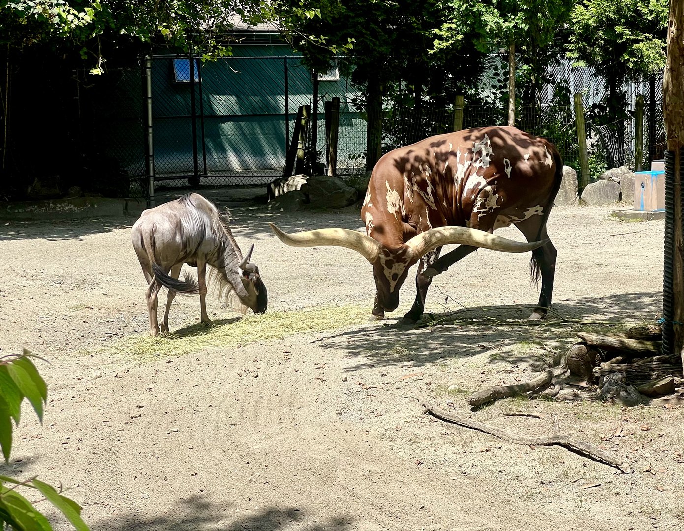 Wildebeest and Watusi (domestic cattle)