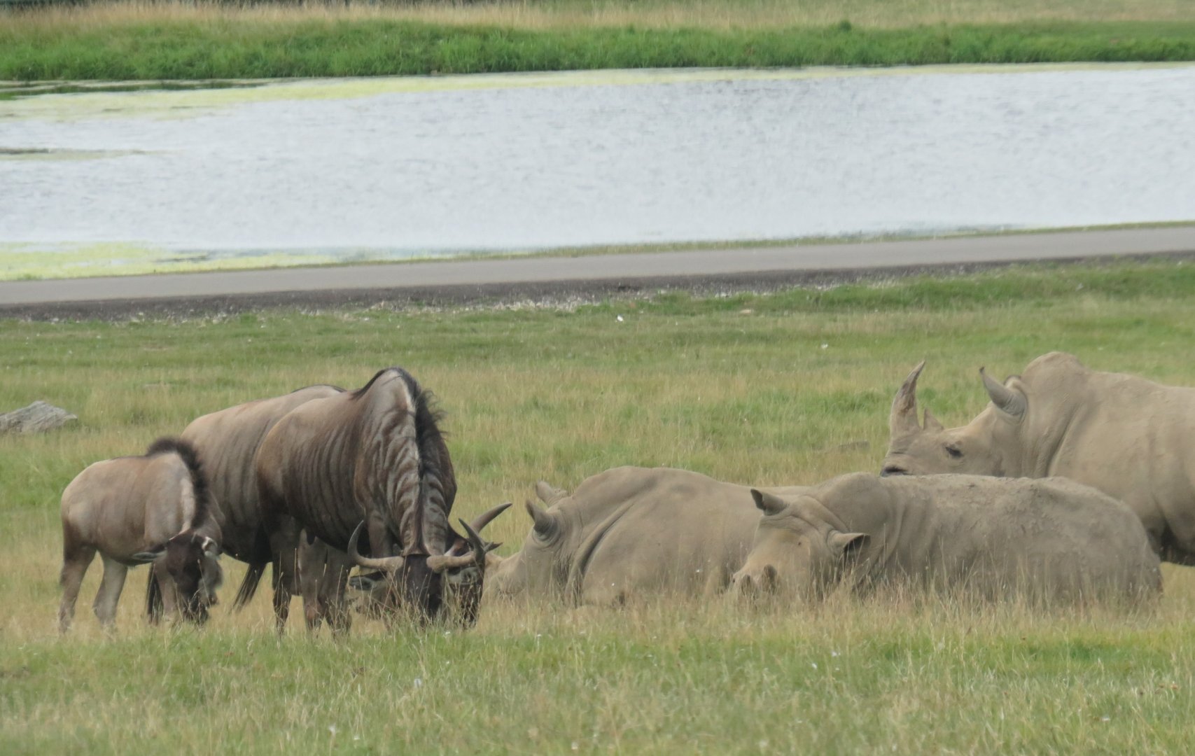 Wildebeest and white rhinos