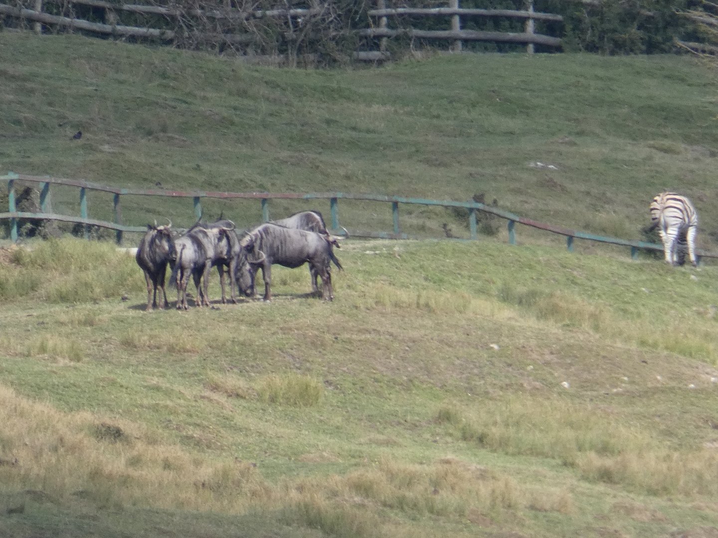 Wildebeest and Zebra