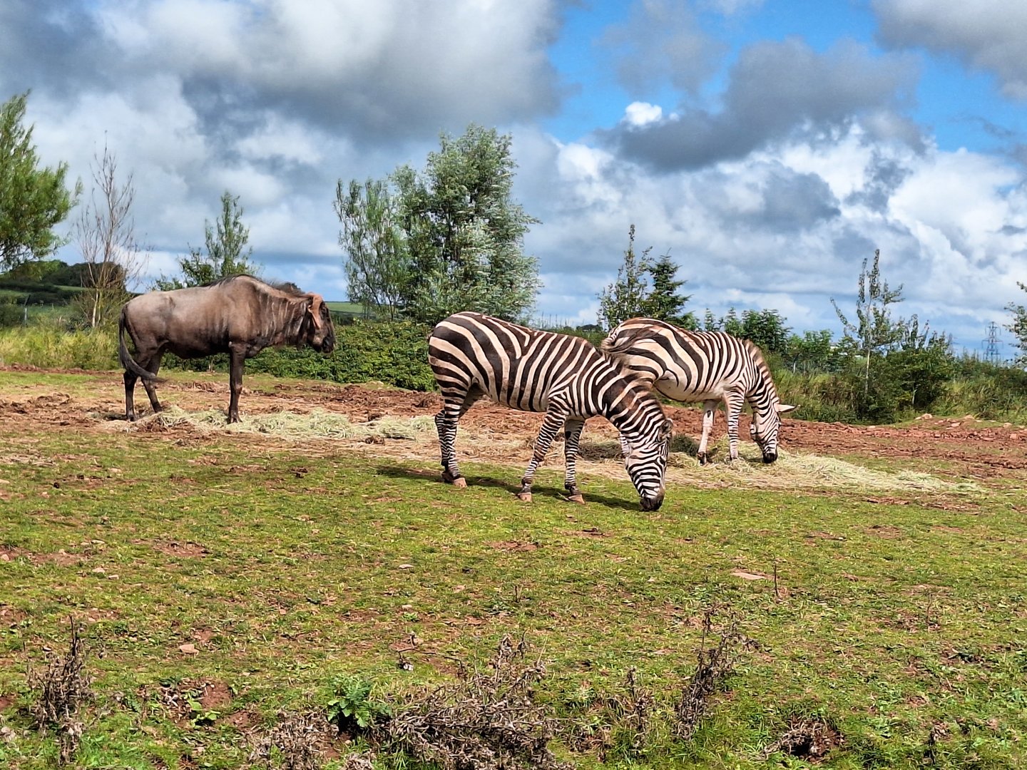 Wildebeest and Zebras
