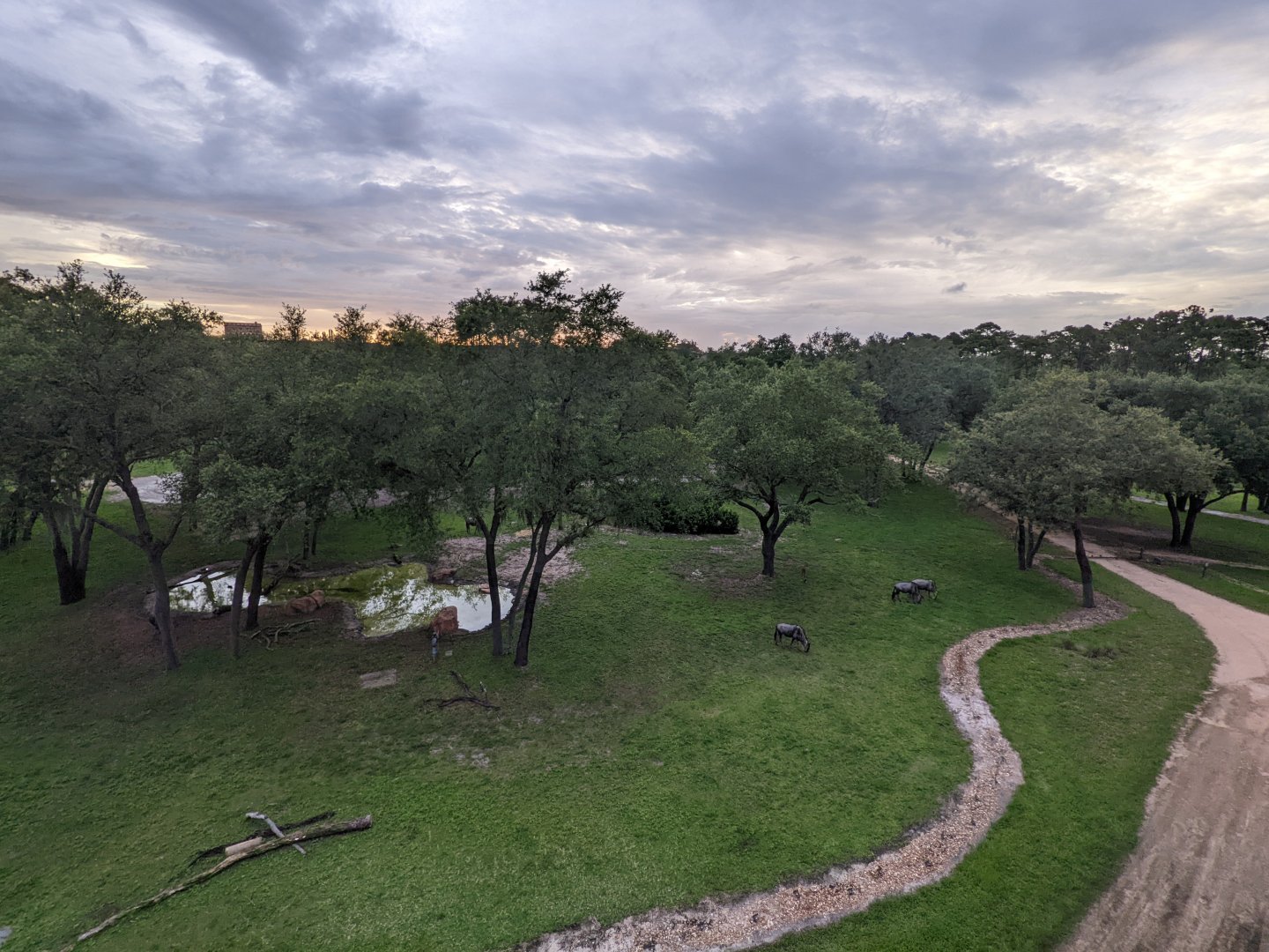 Wildebeest - Arusha savanna