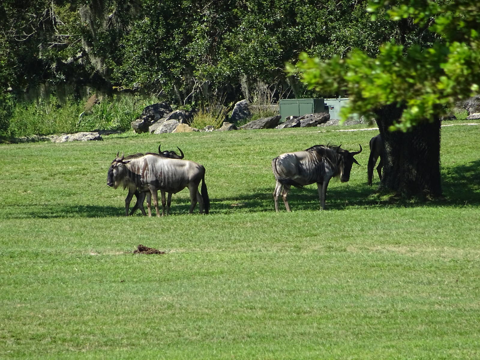 Wildebeest at Busch Gardens Tampa