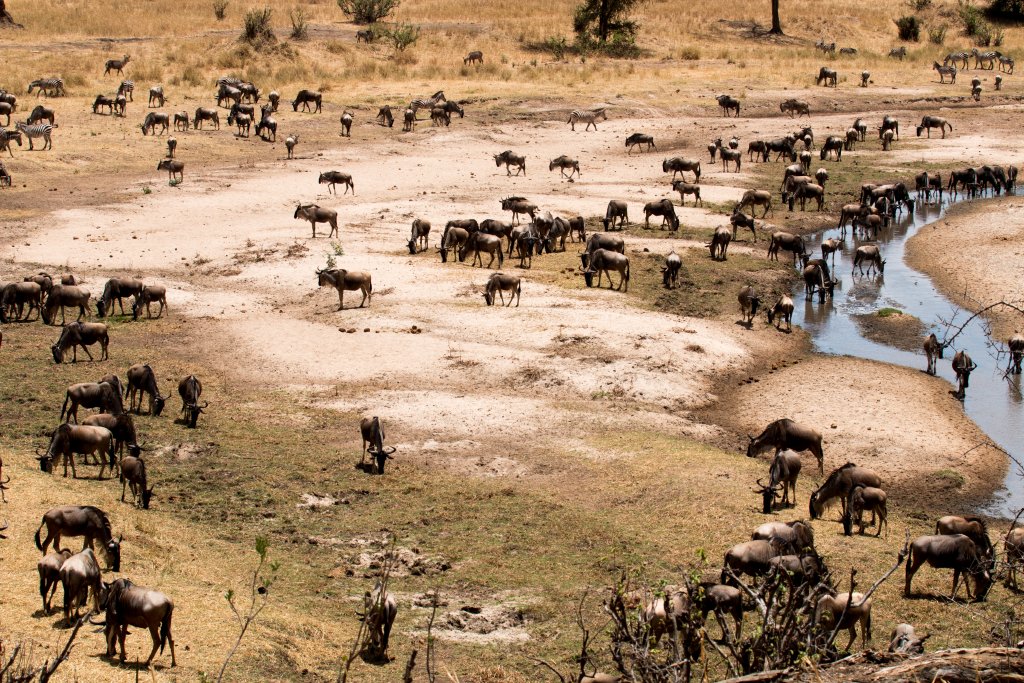 Wildebeest at Tarangire River