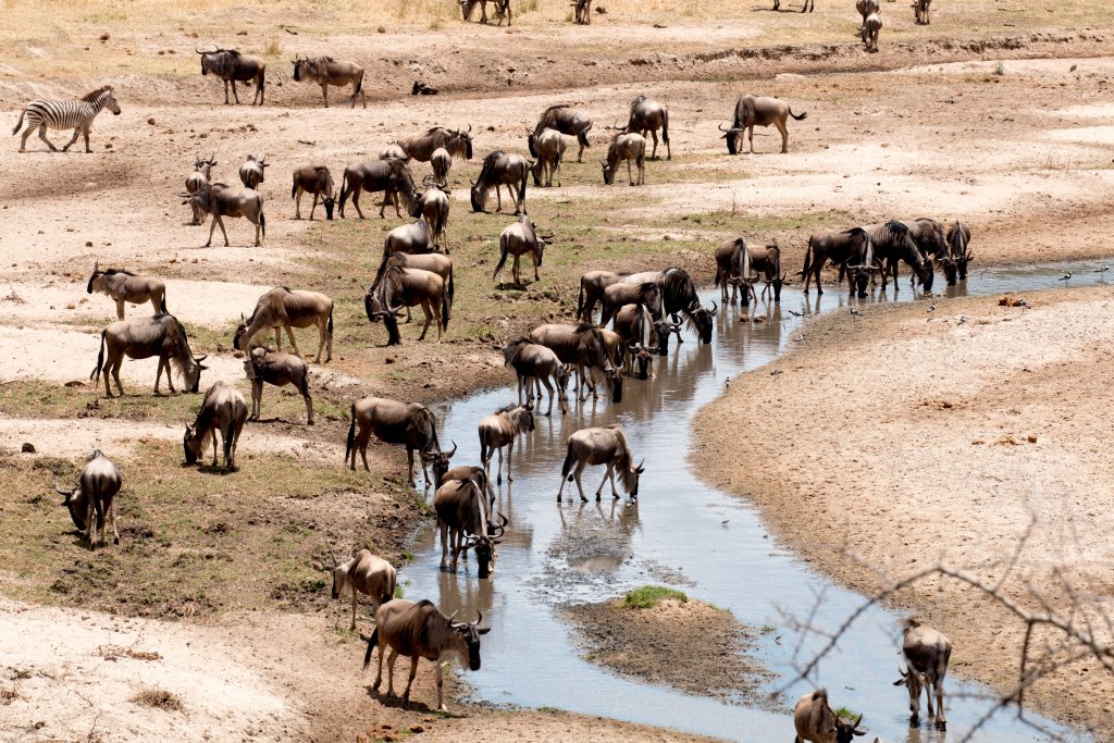 Wildebeest at Tarangire River