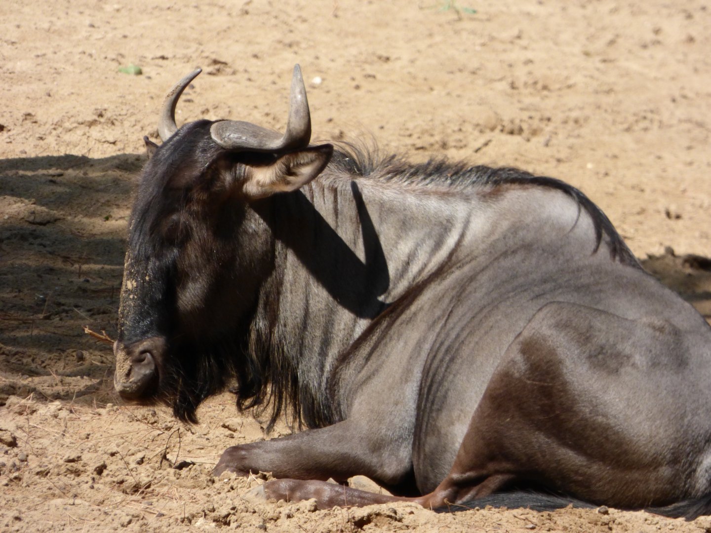 Wildebeest, Brindled?