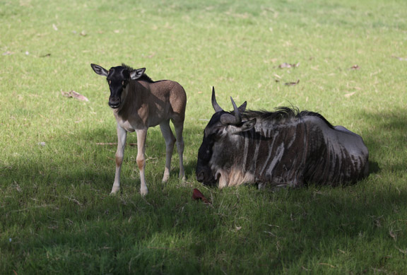 wildebeest calf and mother