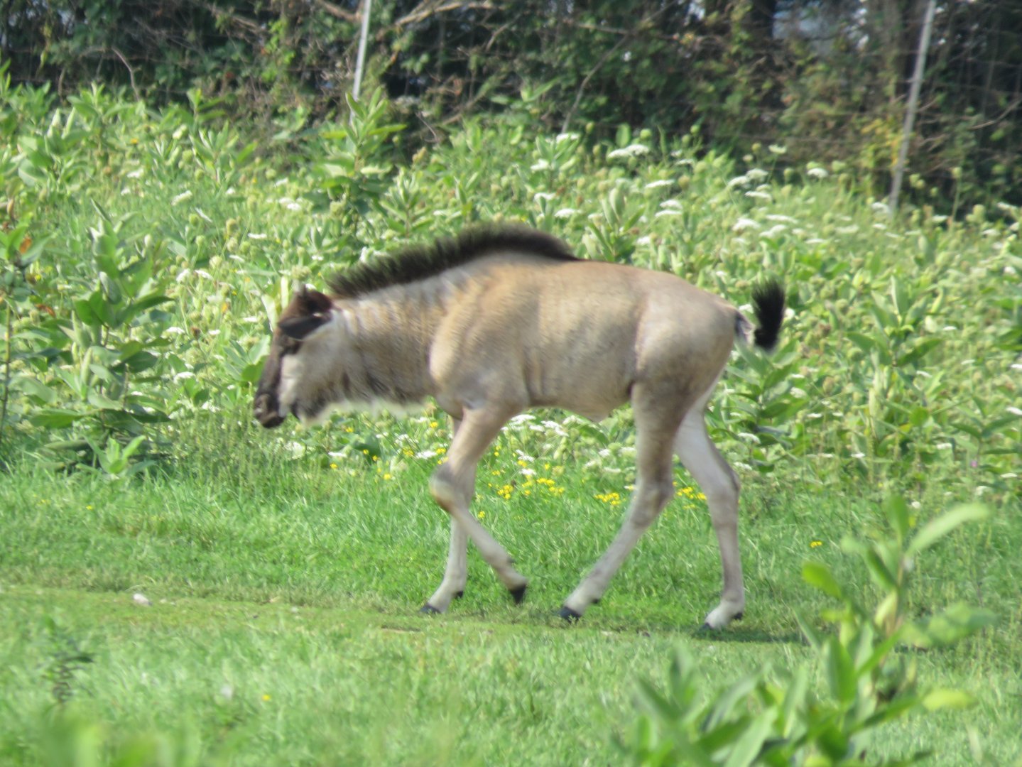 Wildebeest calf