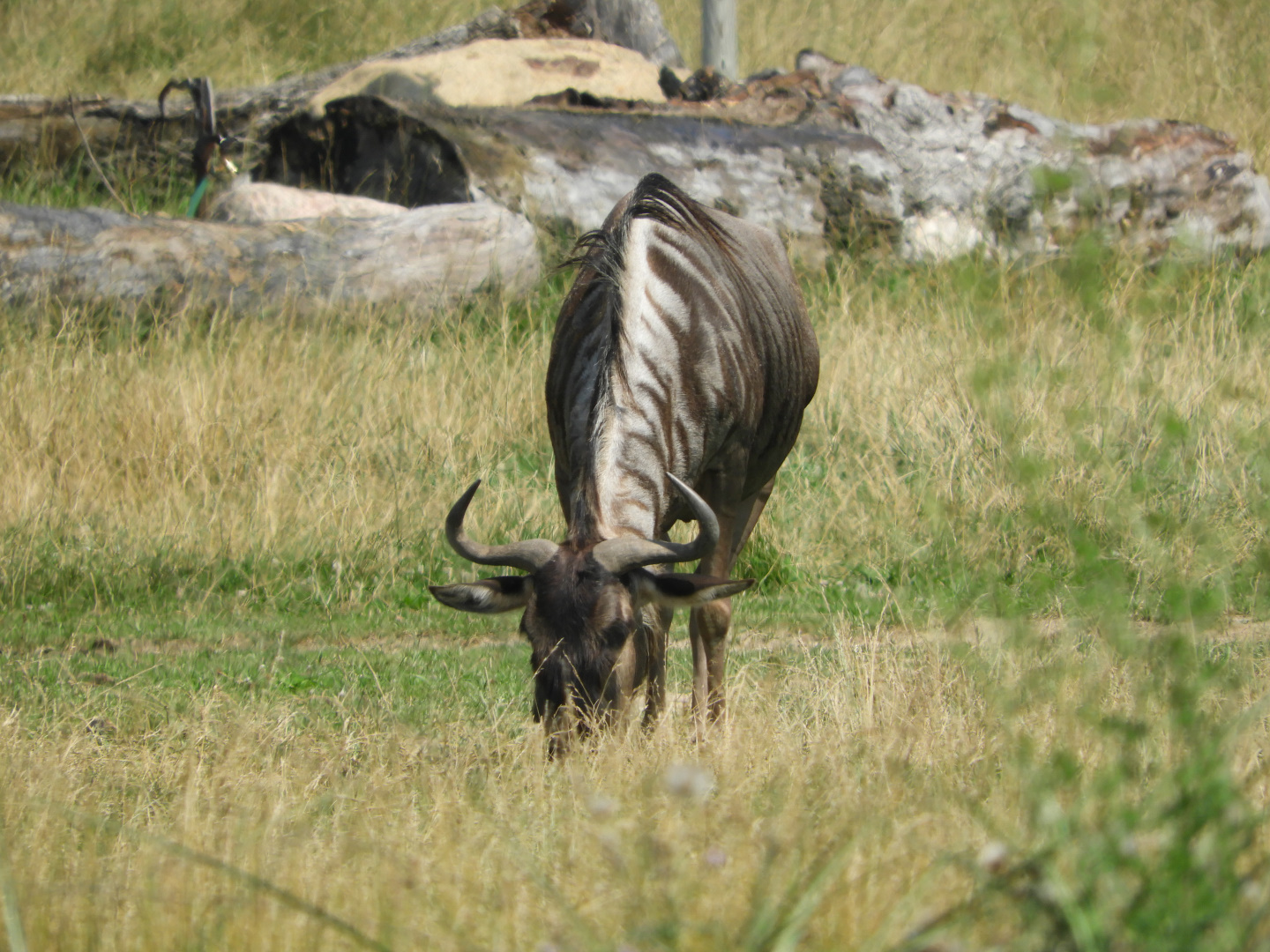 Wildebeest (Connochaetes taurinus)