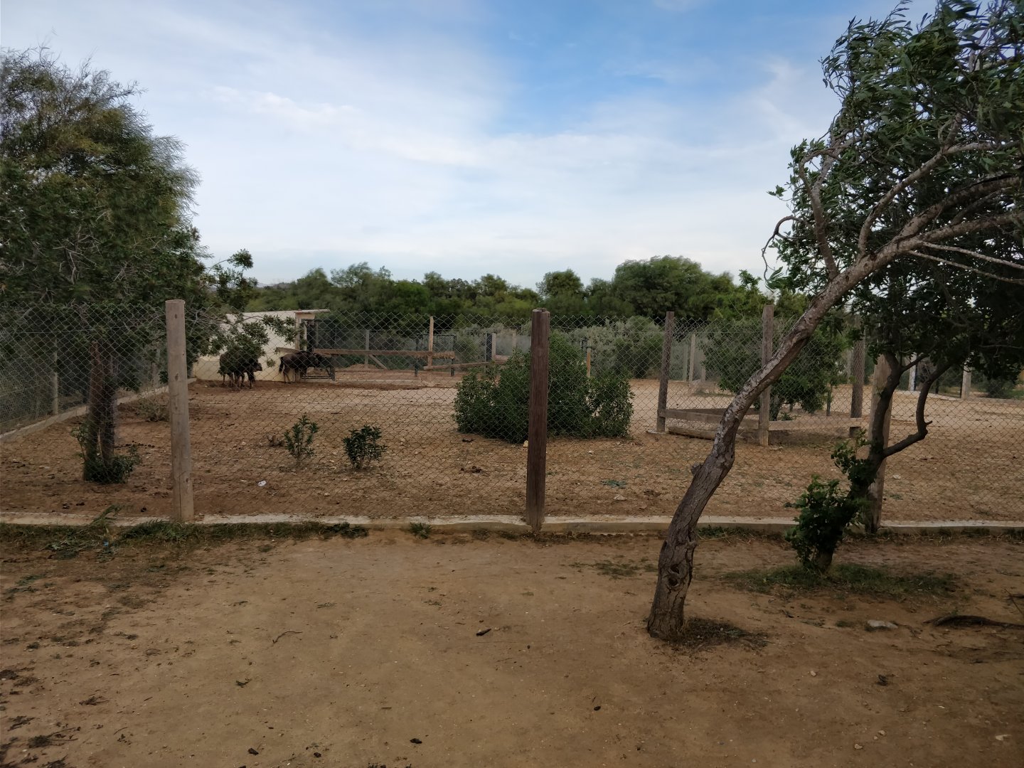 wildebeest enclosure