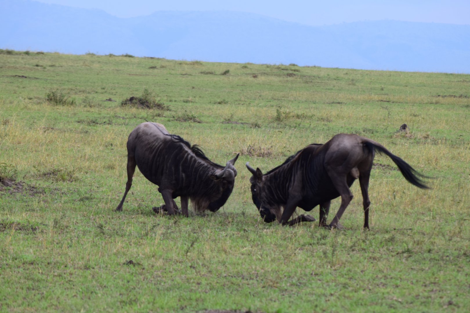 Wildebeest fight!