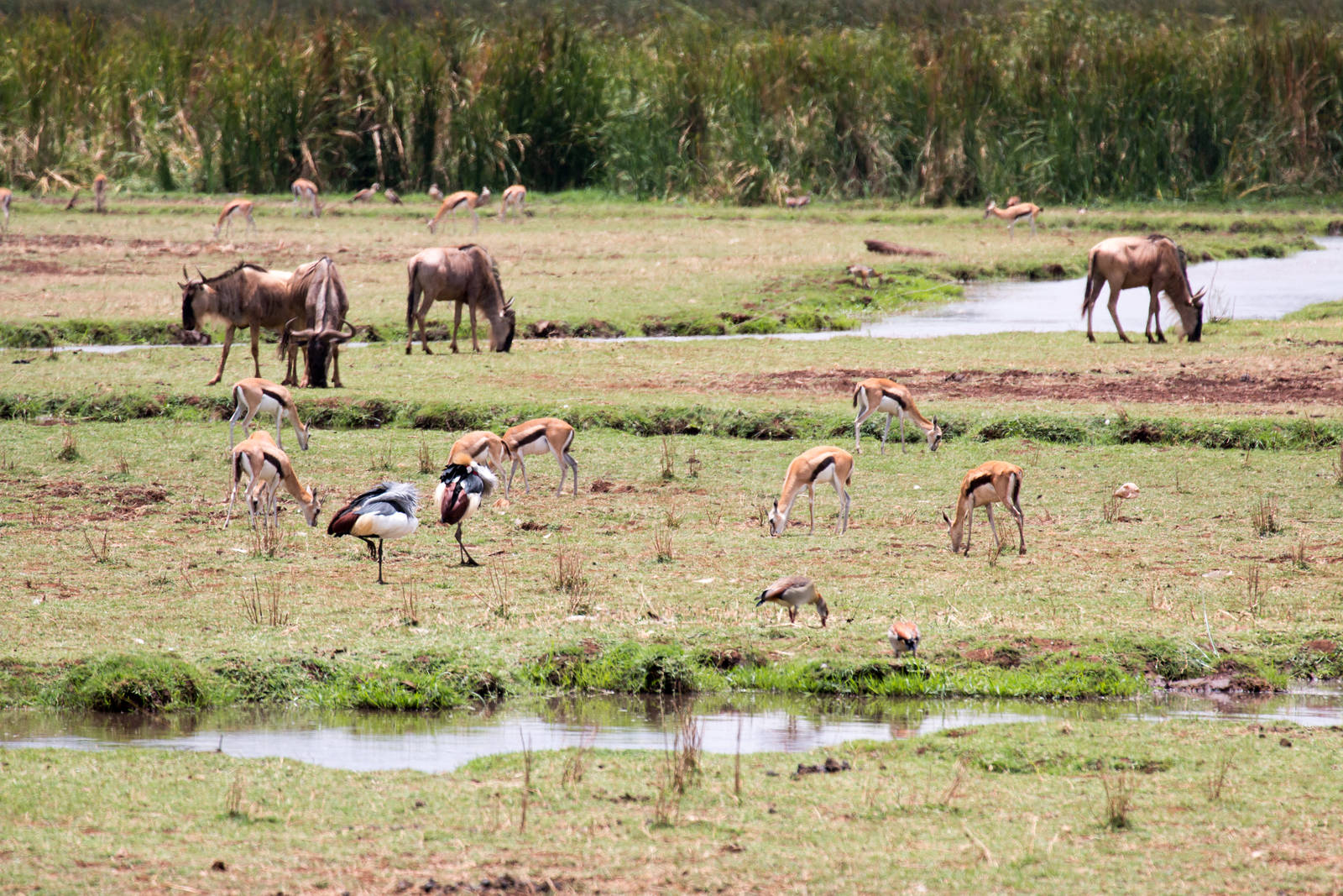 Wildebeest, Gazelles and Cranes