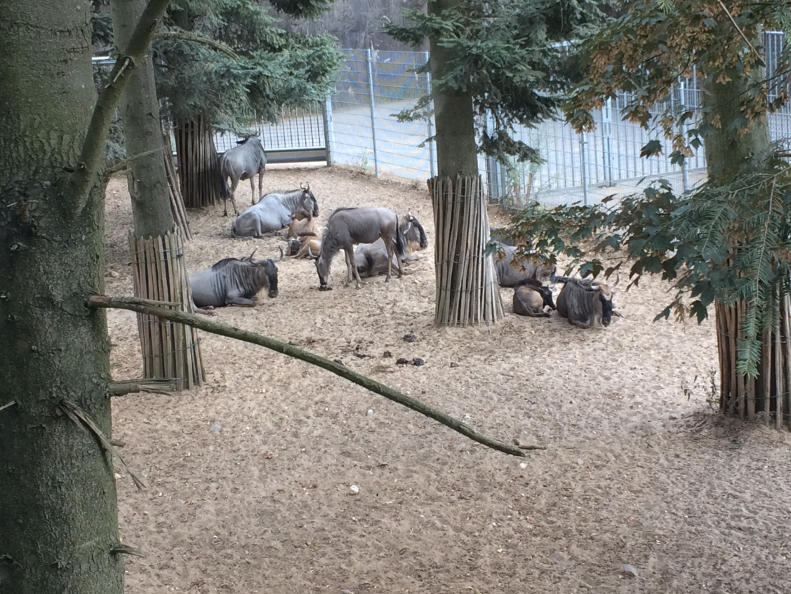 Wildebeest herd in the Safari separation exhibit