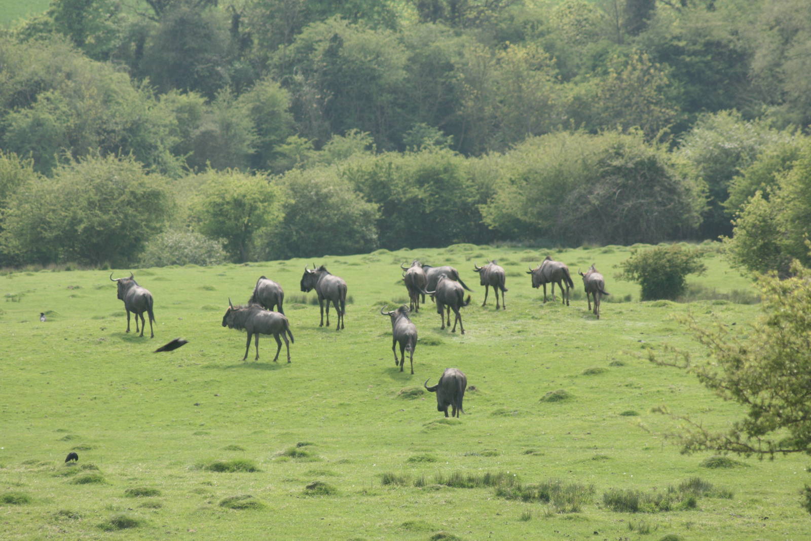 Wildebeest herd; Port Lympne; 4th May 2008