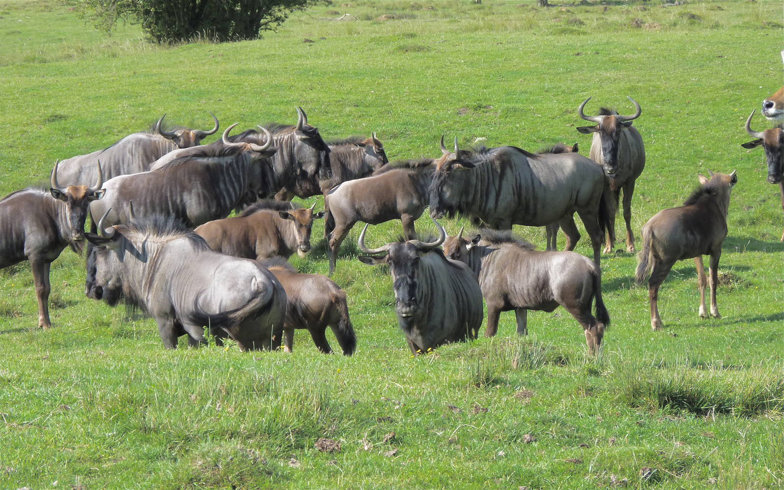 Wildebeest Herd
