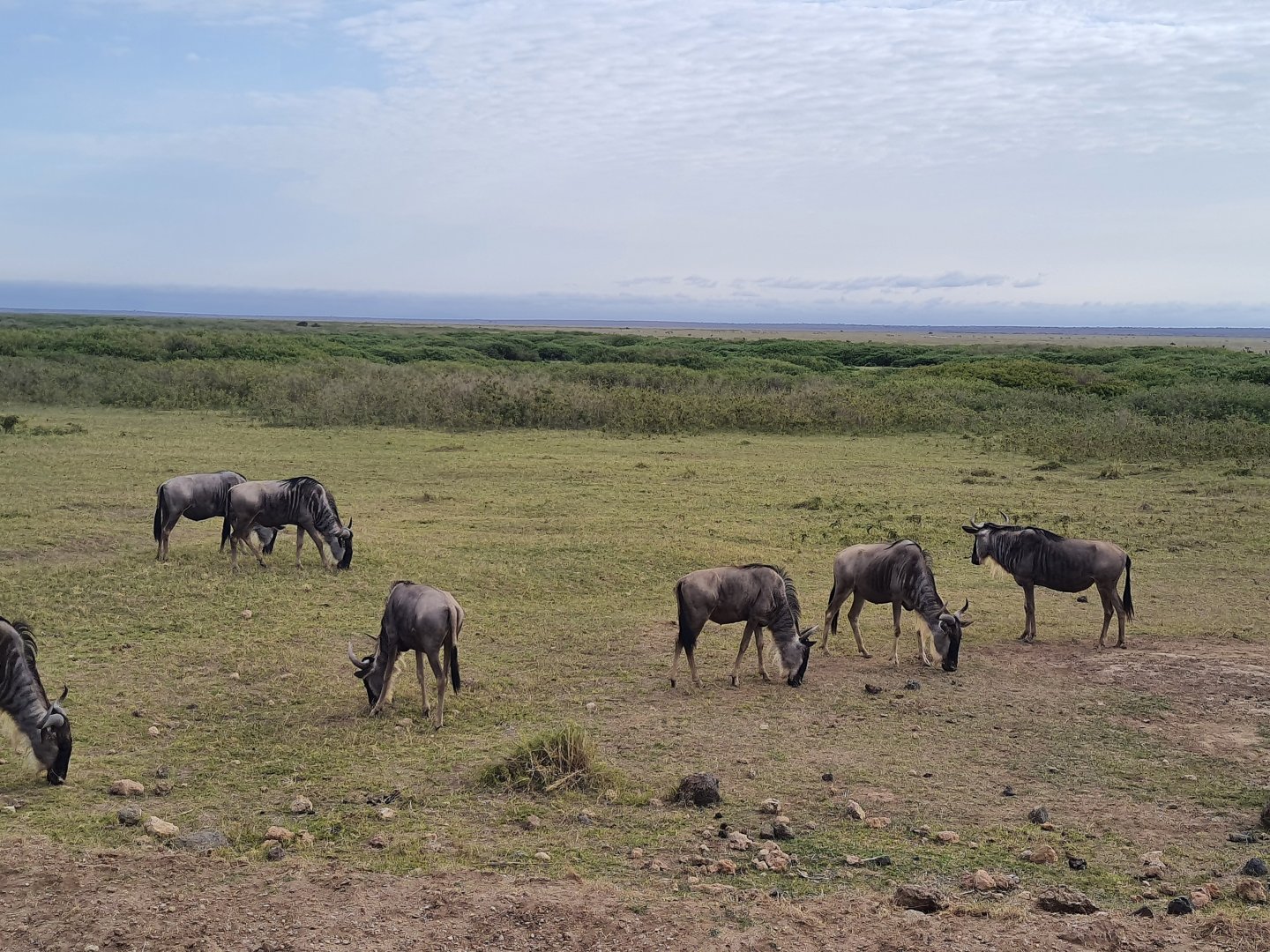 Wildebeest herd