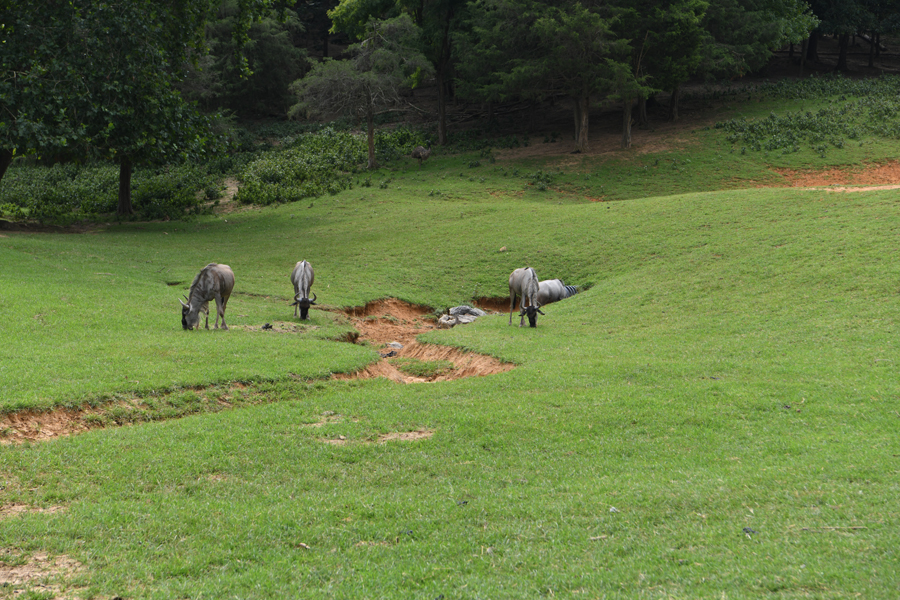 wildebeest in drive-thru