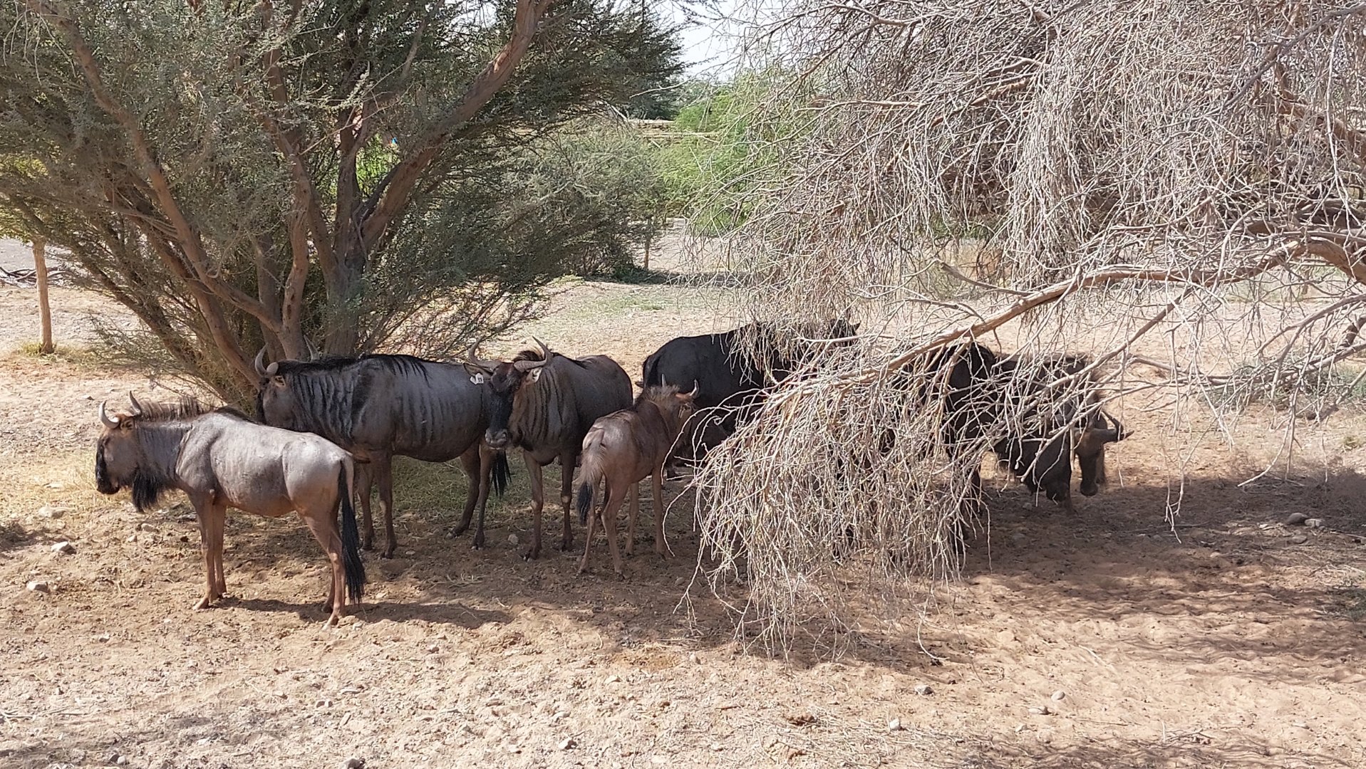 Wildebeest in Serengeti area