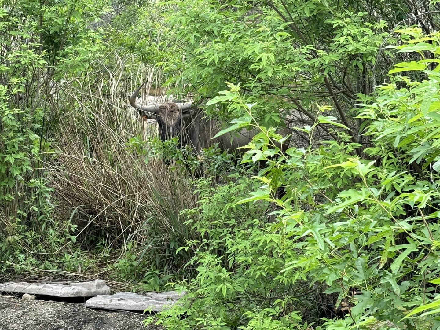 Wildebeest in the Brush