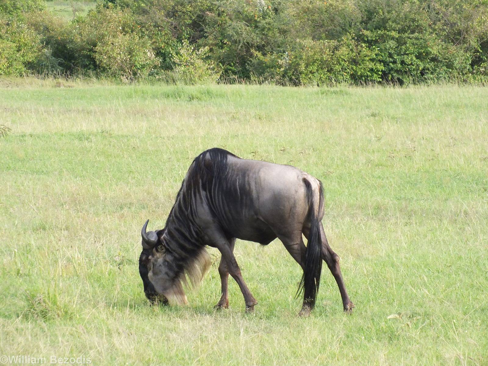 Wildebeest - Maasai Mara