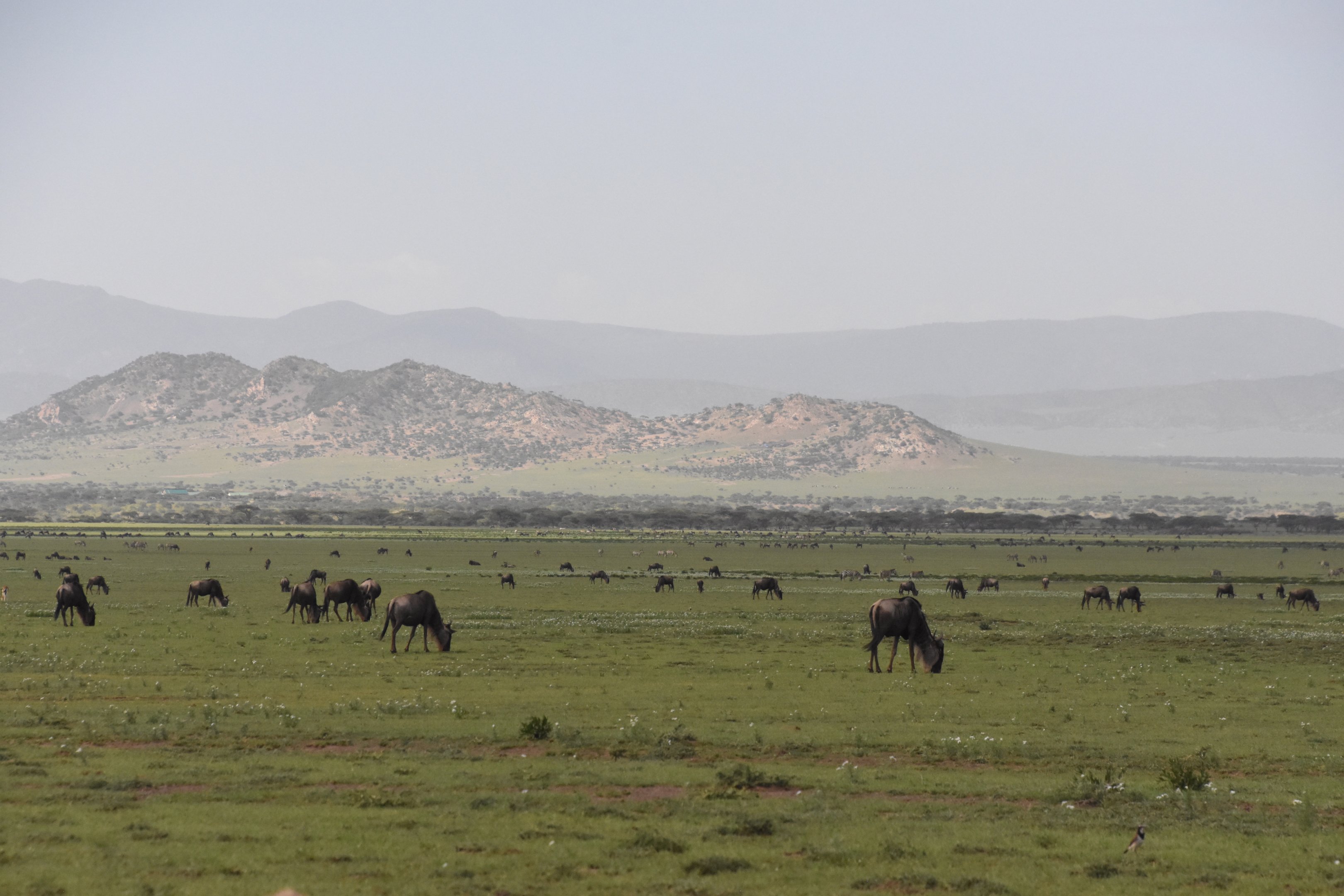 Wildebeest migration