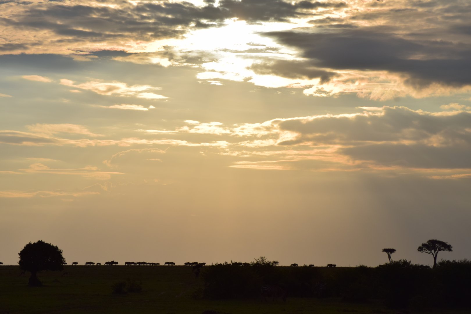 Wildebeest on the horizon