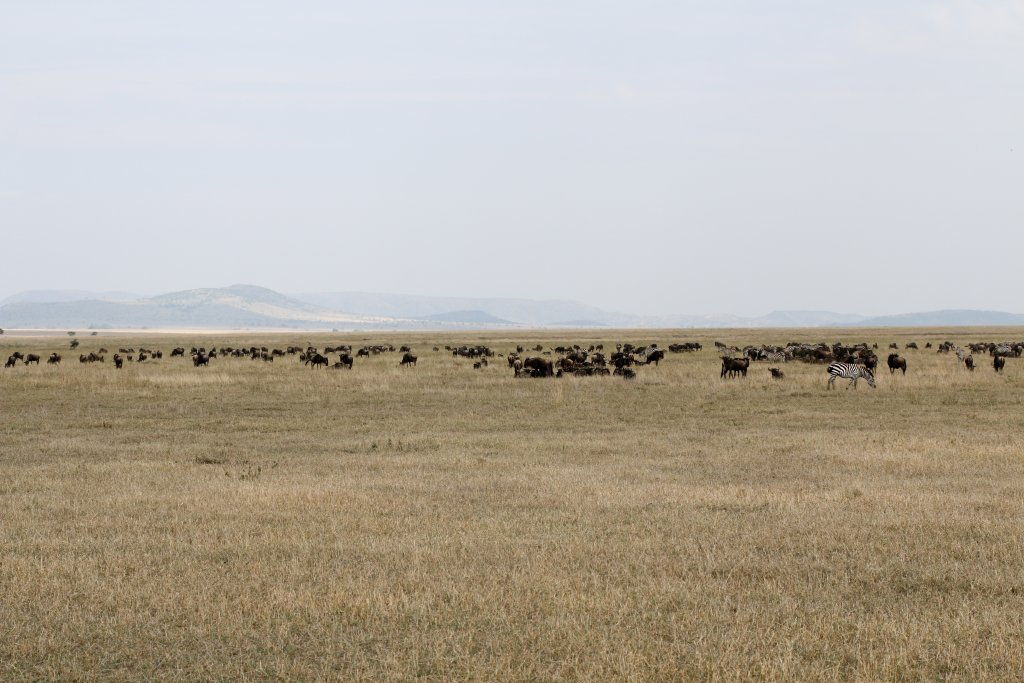 Wildebeest on the plains