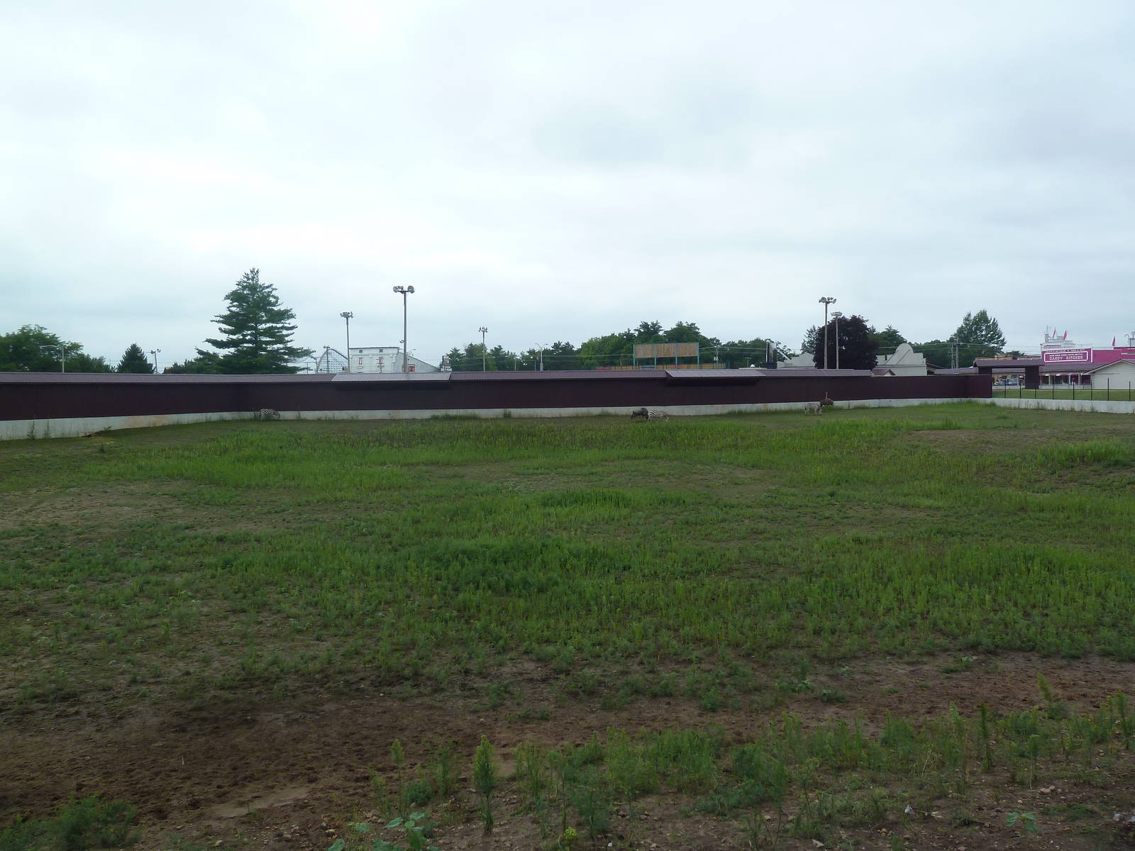 Wildebeest/Ostrich/Grant's Zebra Exhibit
