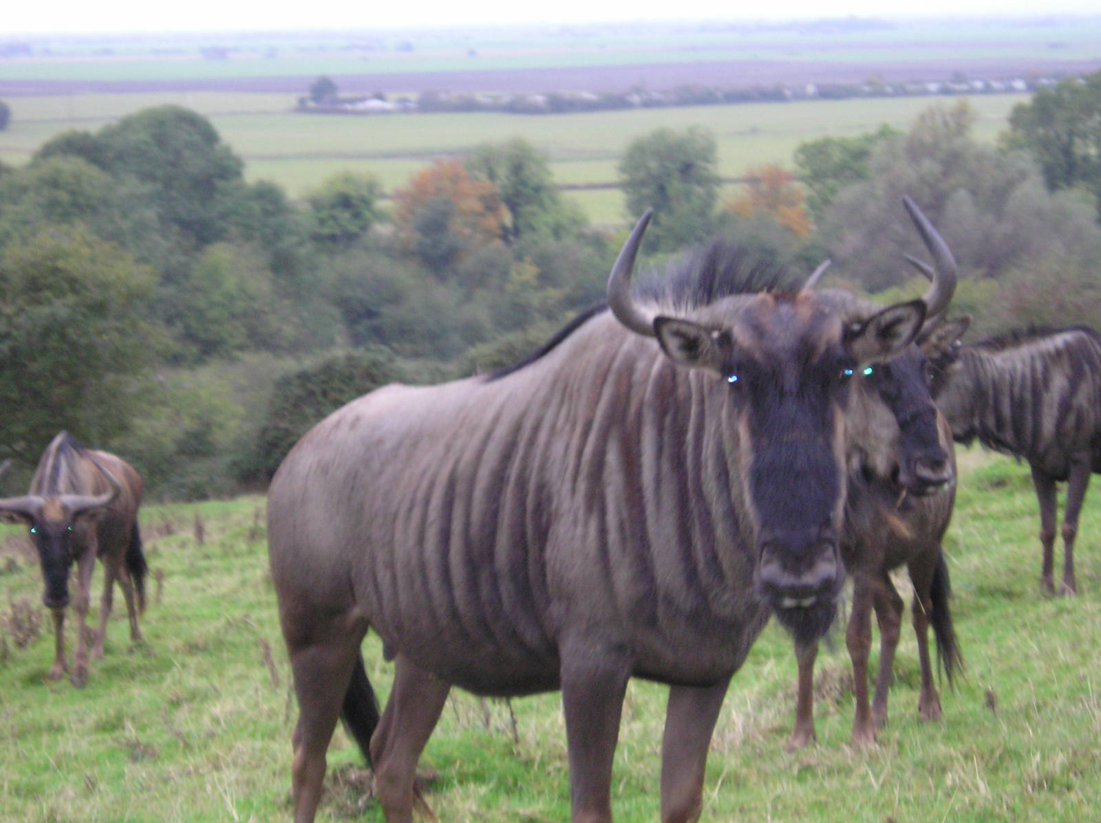 Wildebeest - Port lympne 05