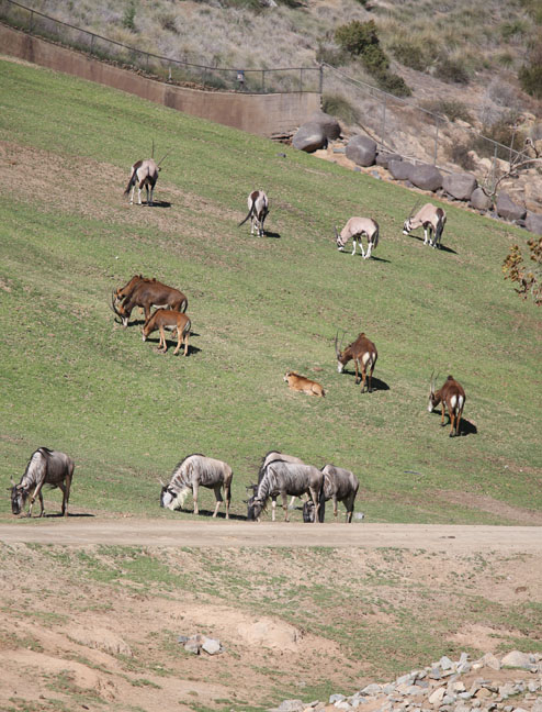 wildebeest, roan, gemsbok