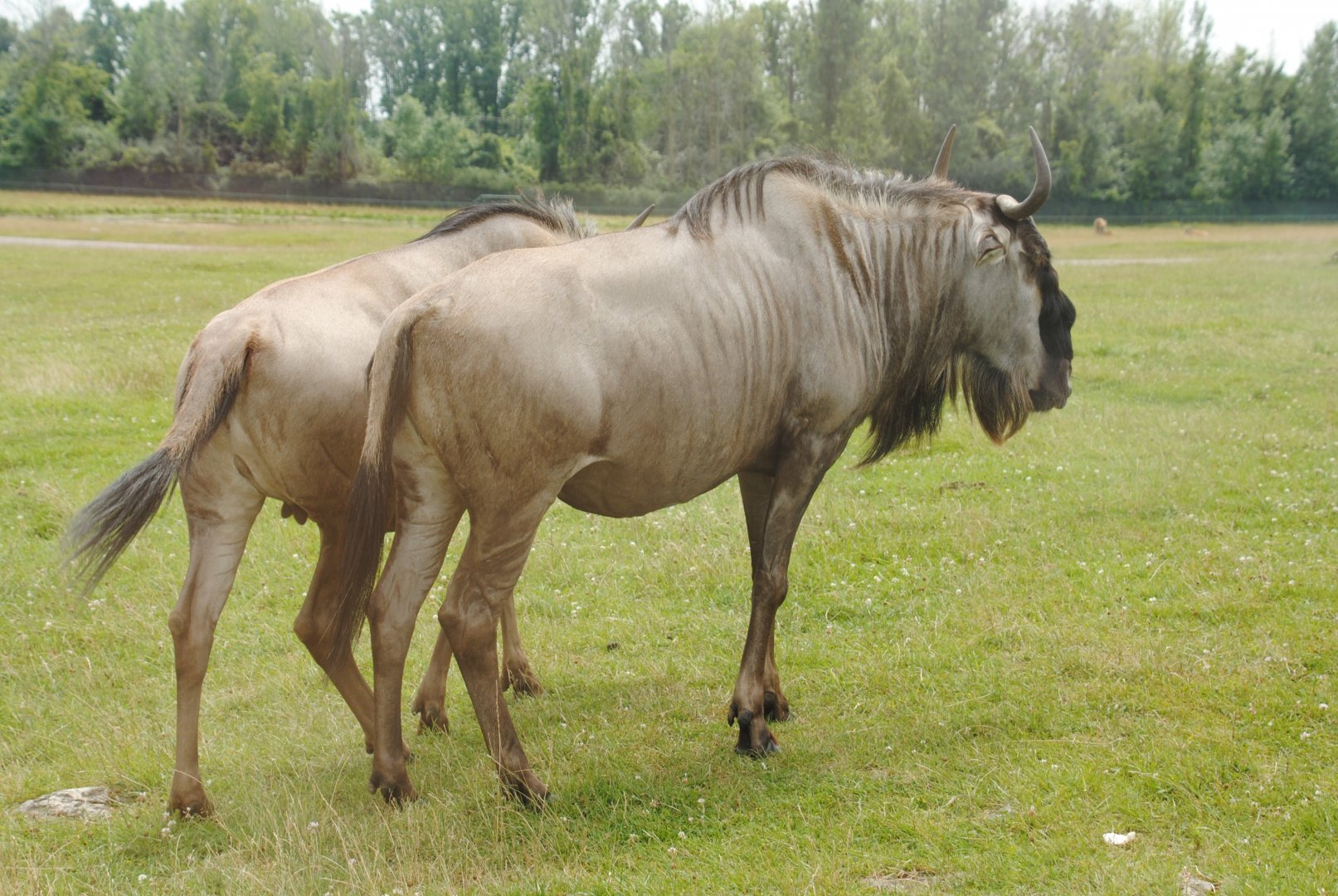 Wildebeest (Rocky Ridge Veldt) - possibly nominate subspecies of hybrid of Connochaetes taurinus?