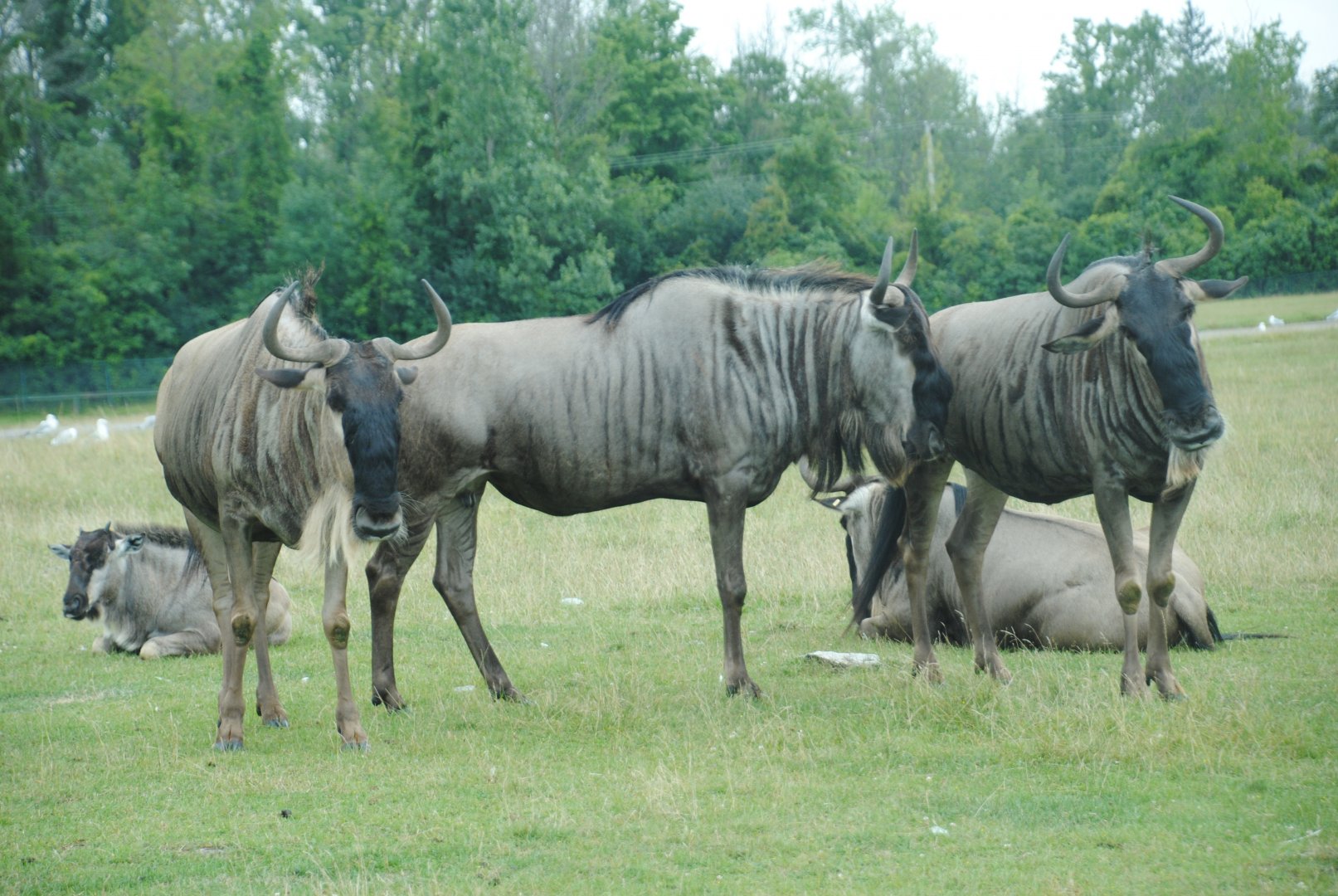 Wildebeest (Rocky Ridge Veldt)