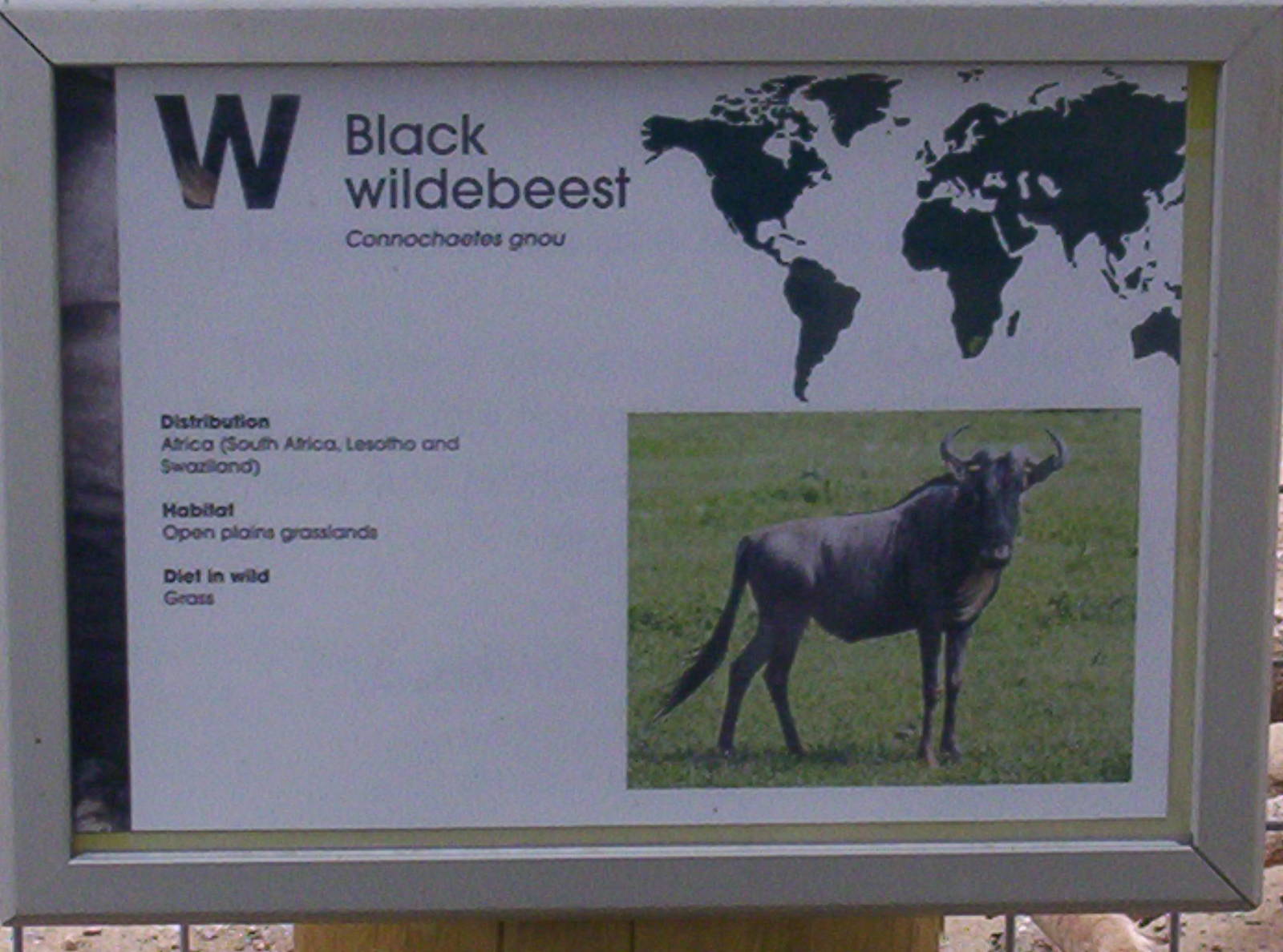 wildebeest sign