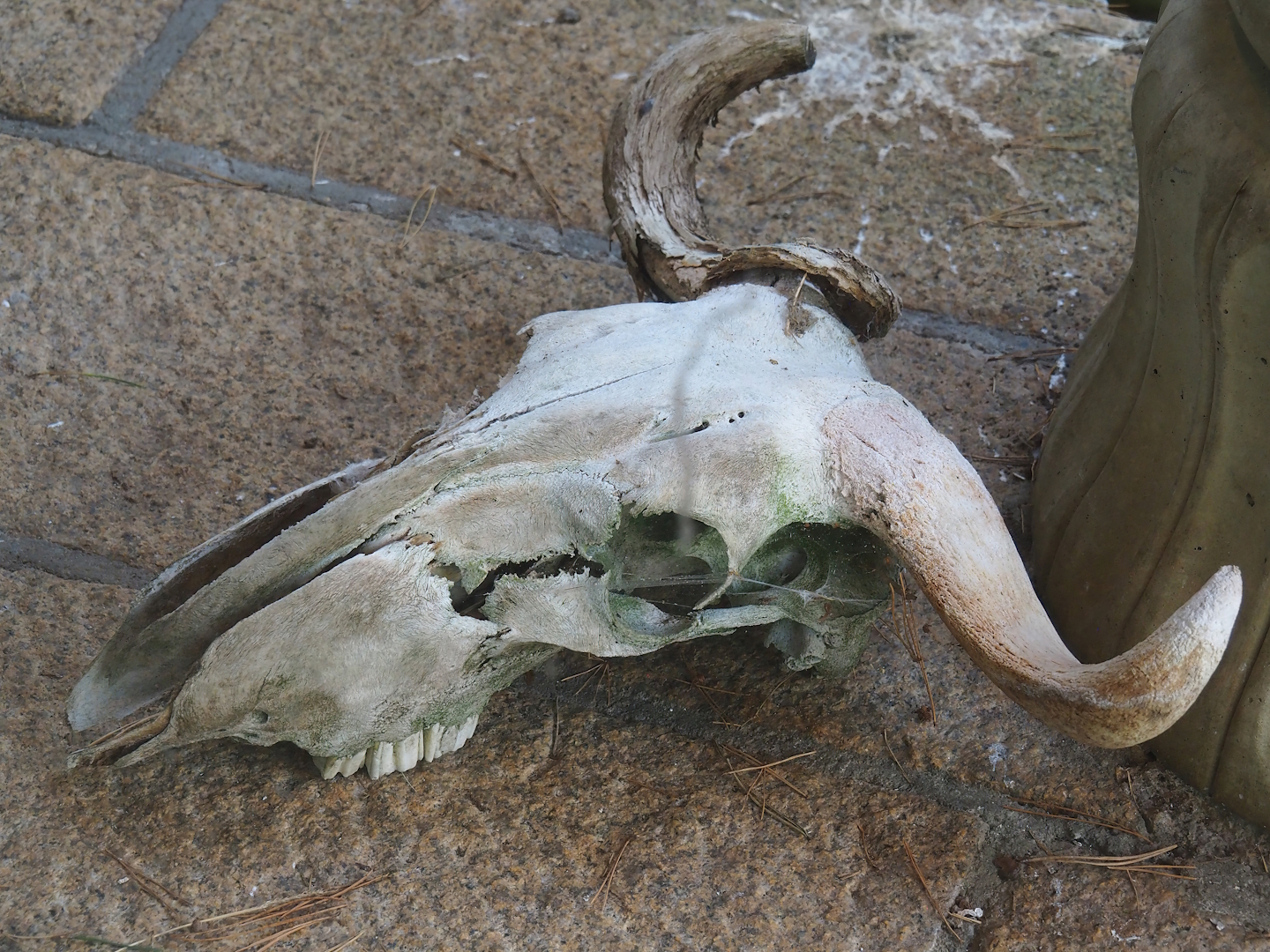 Wildebeest skull in vulture aviary, 2023-09-24