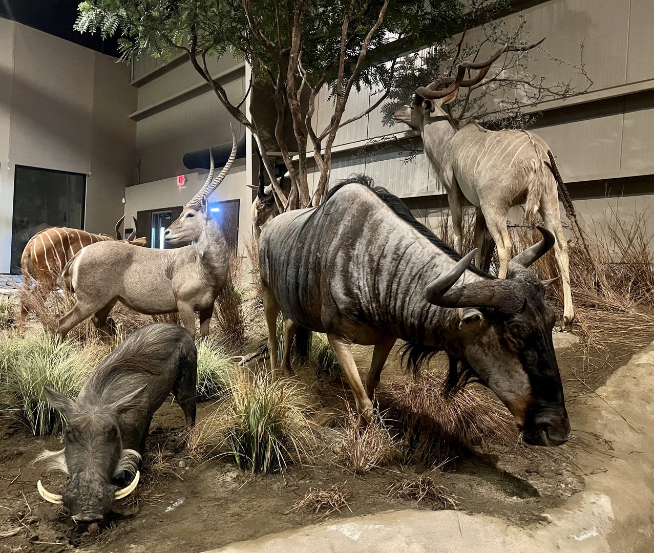 Wildebeest, Warthog, and other African Game