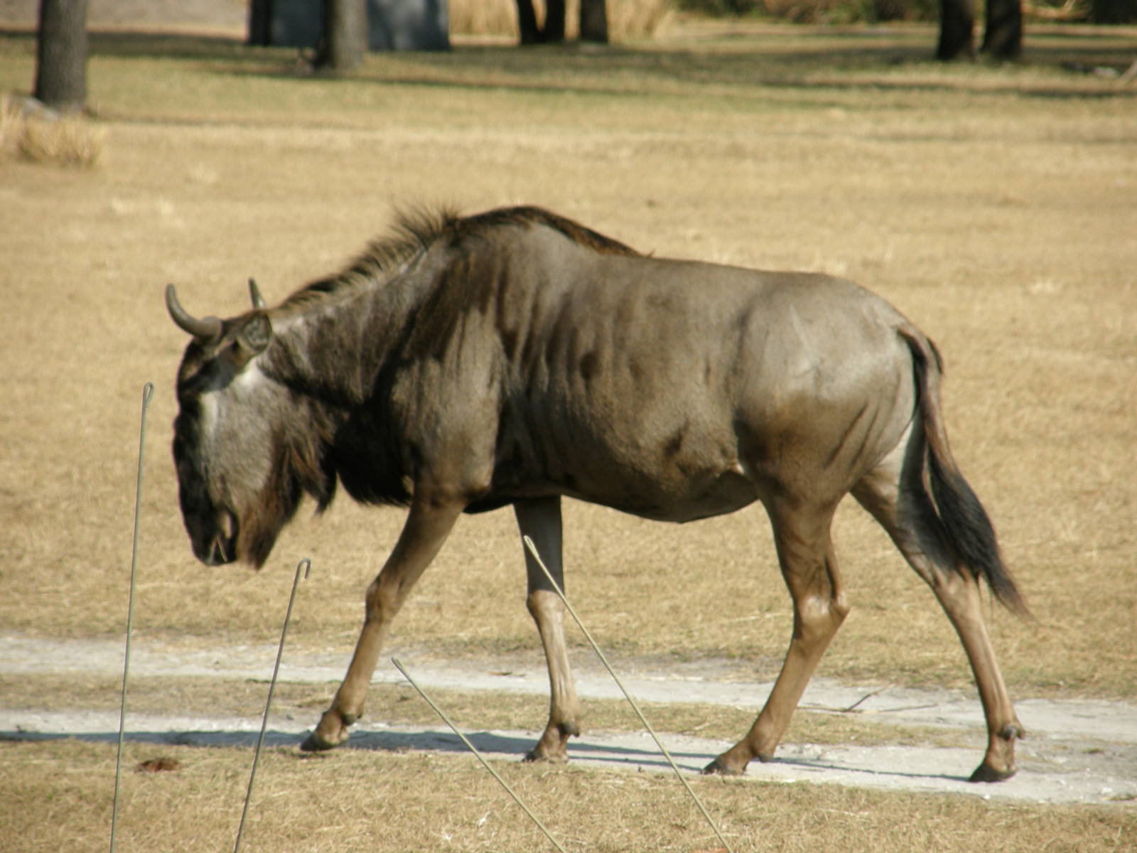 wildebeest