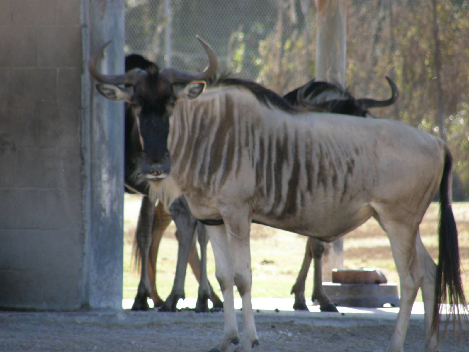 wildebeest