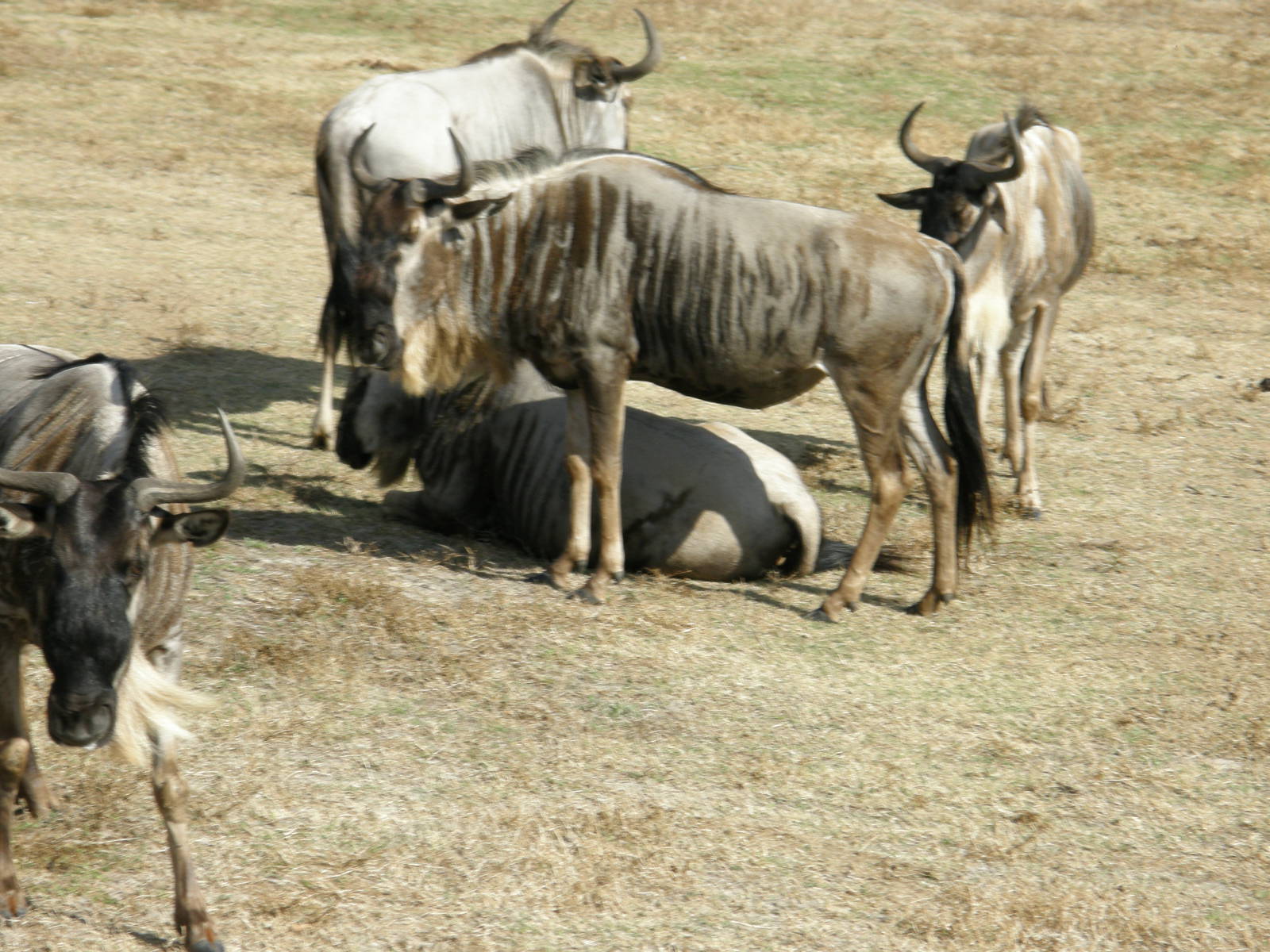 wildebeest