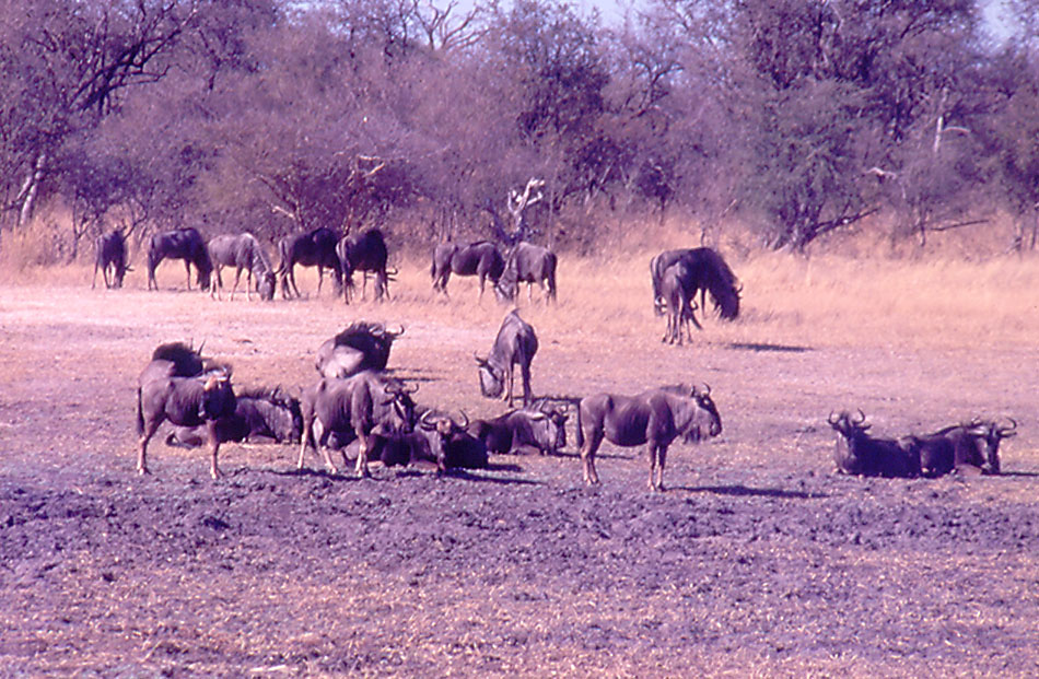 Wildebeest