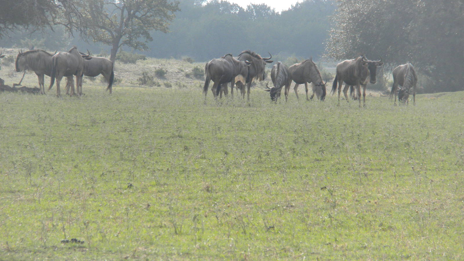 Wildebeest
